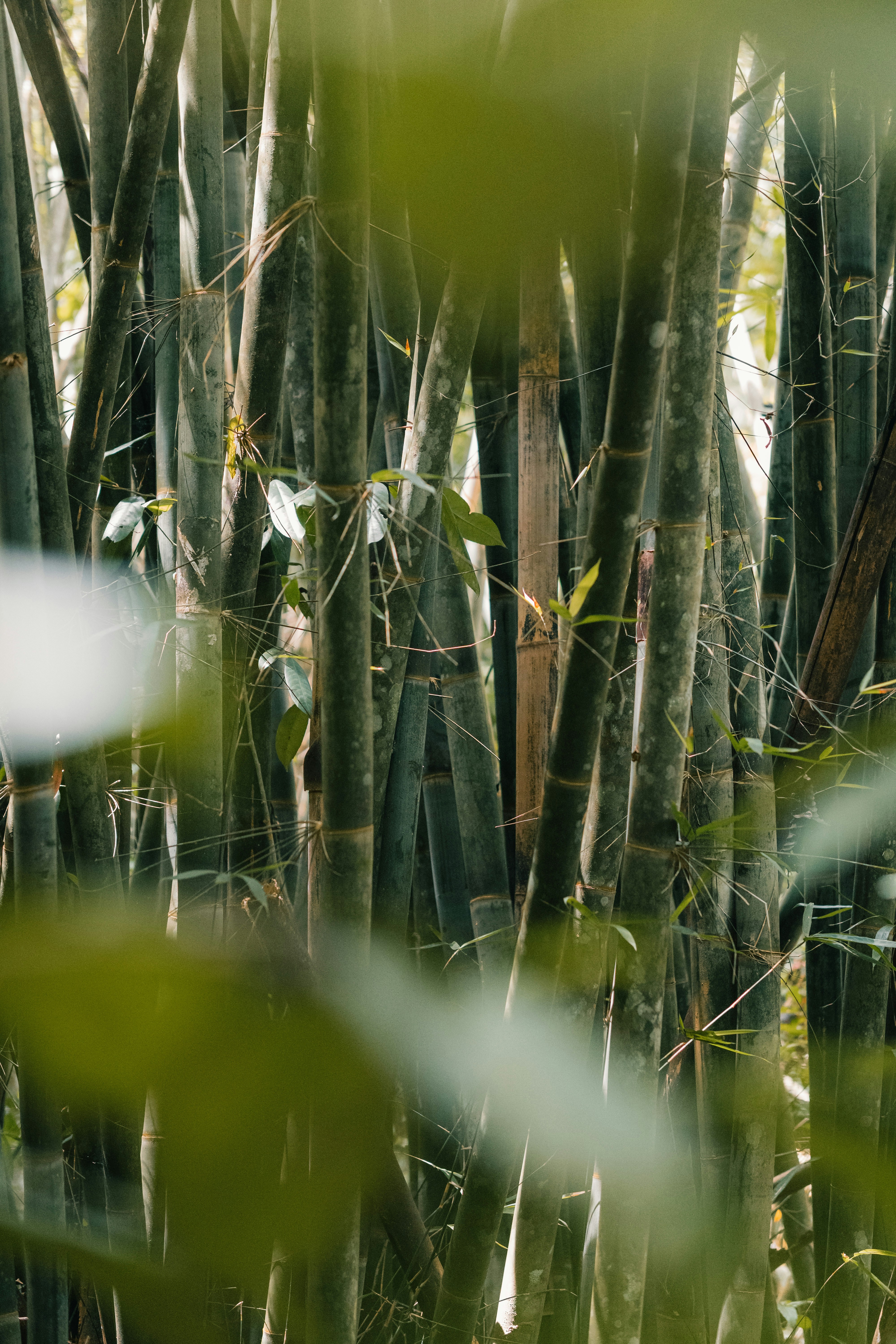 Photo by pauliusidea