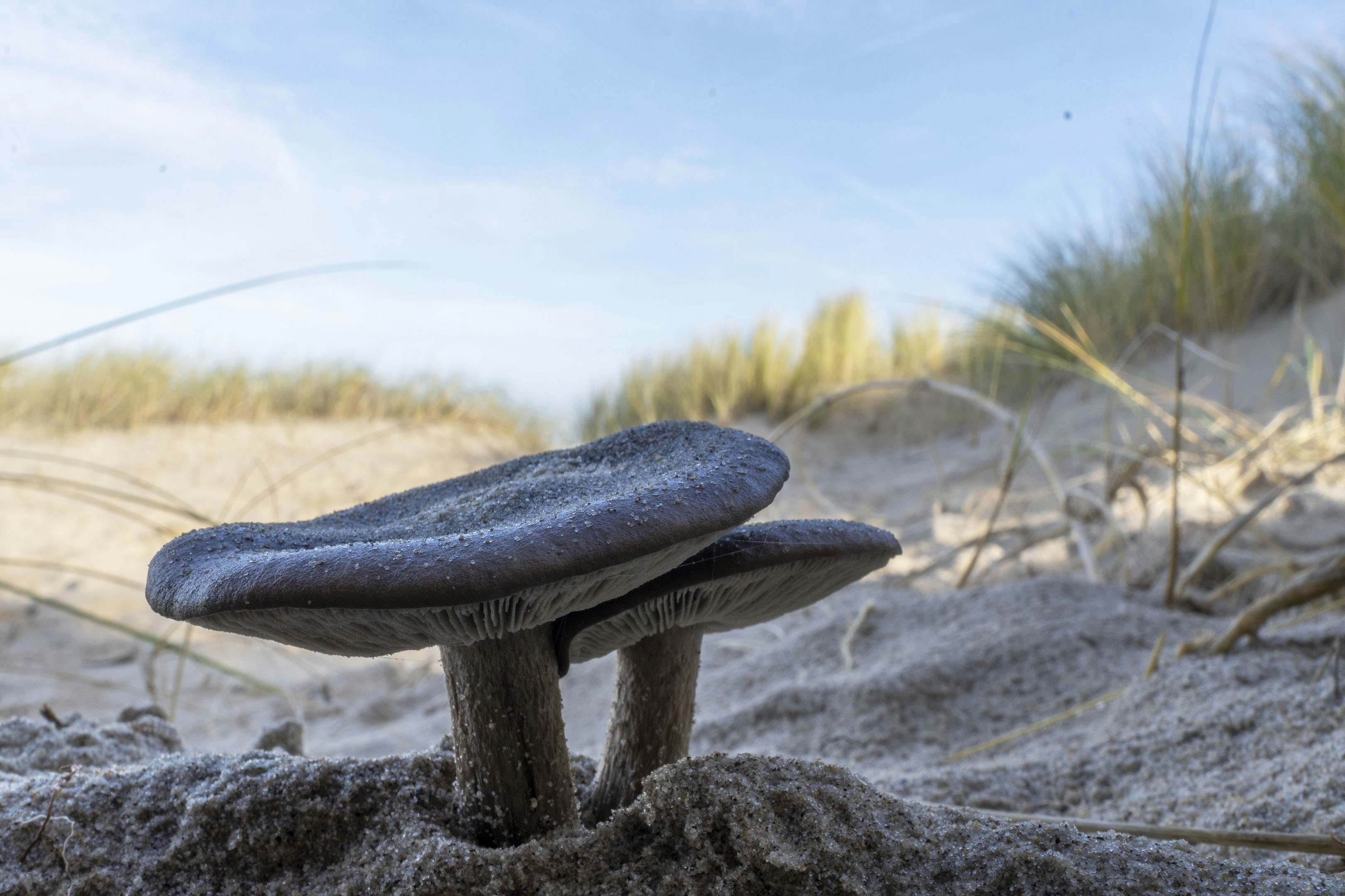 Mushrooms grow on a sandy dune.