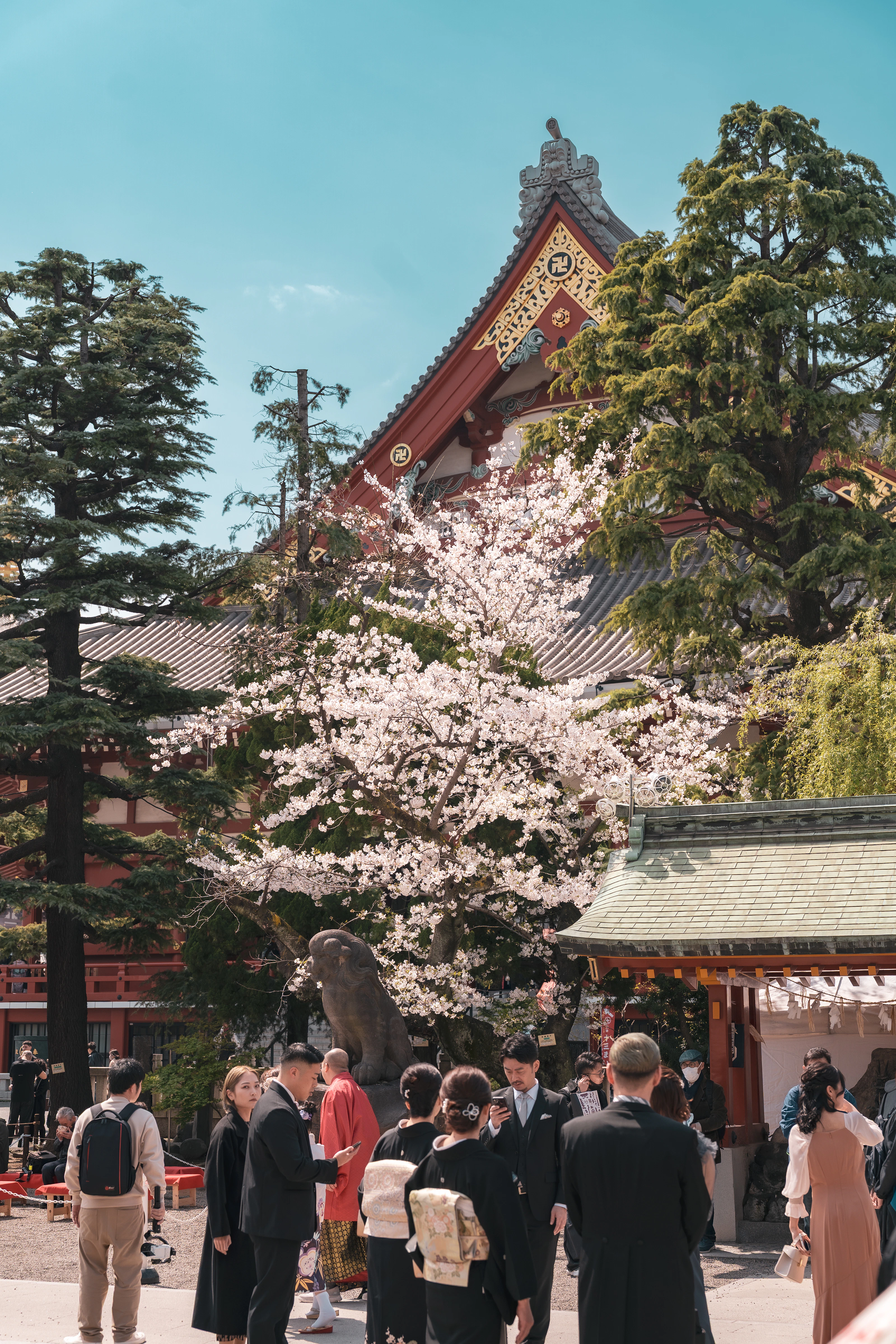 東京淺草寺的朱紅殿宇與淡粉色櫻花，在晴朗春日相互映襯。