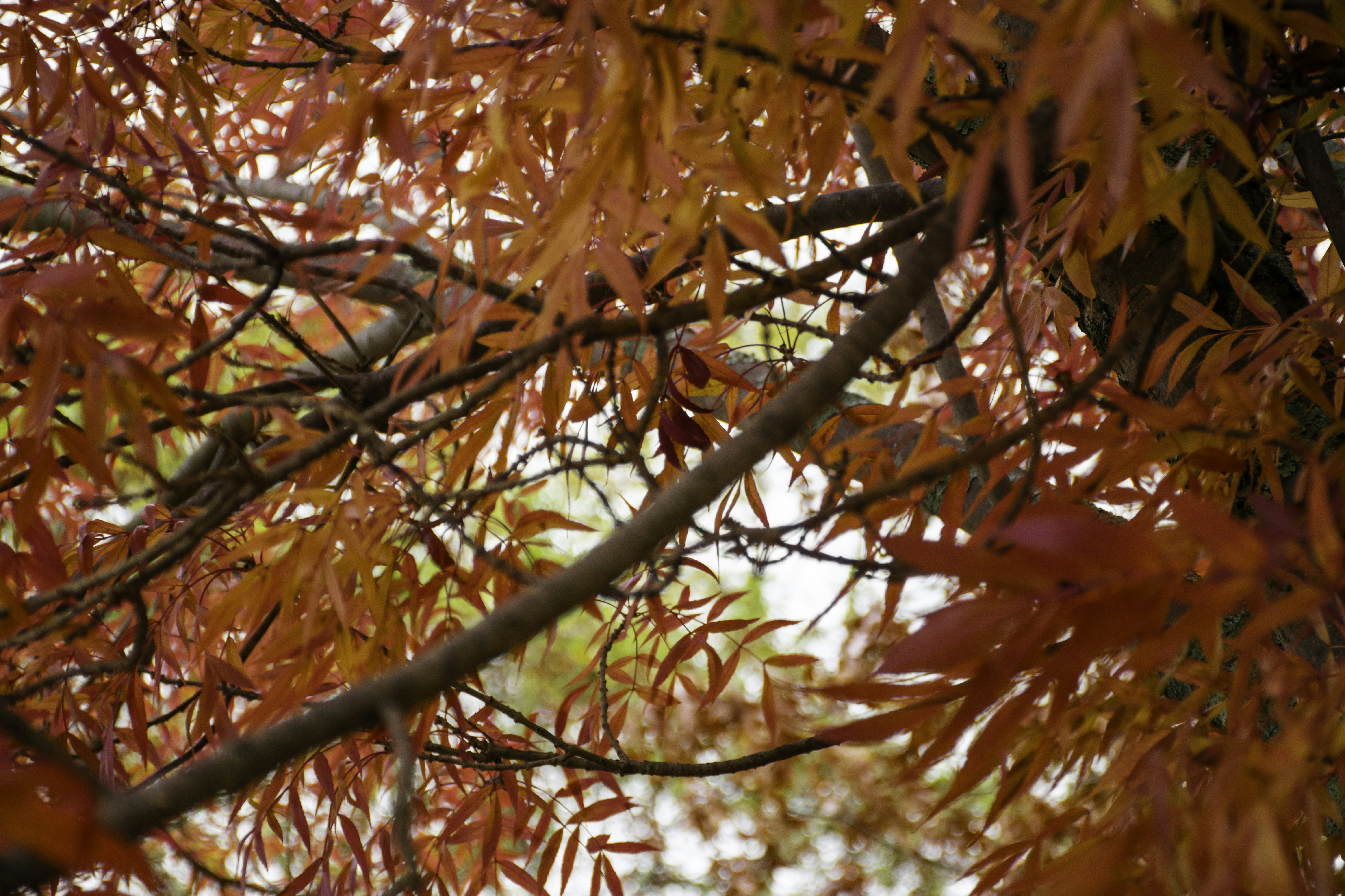 Photo by adam_skrinnikoff