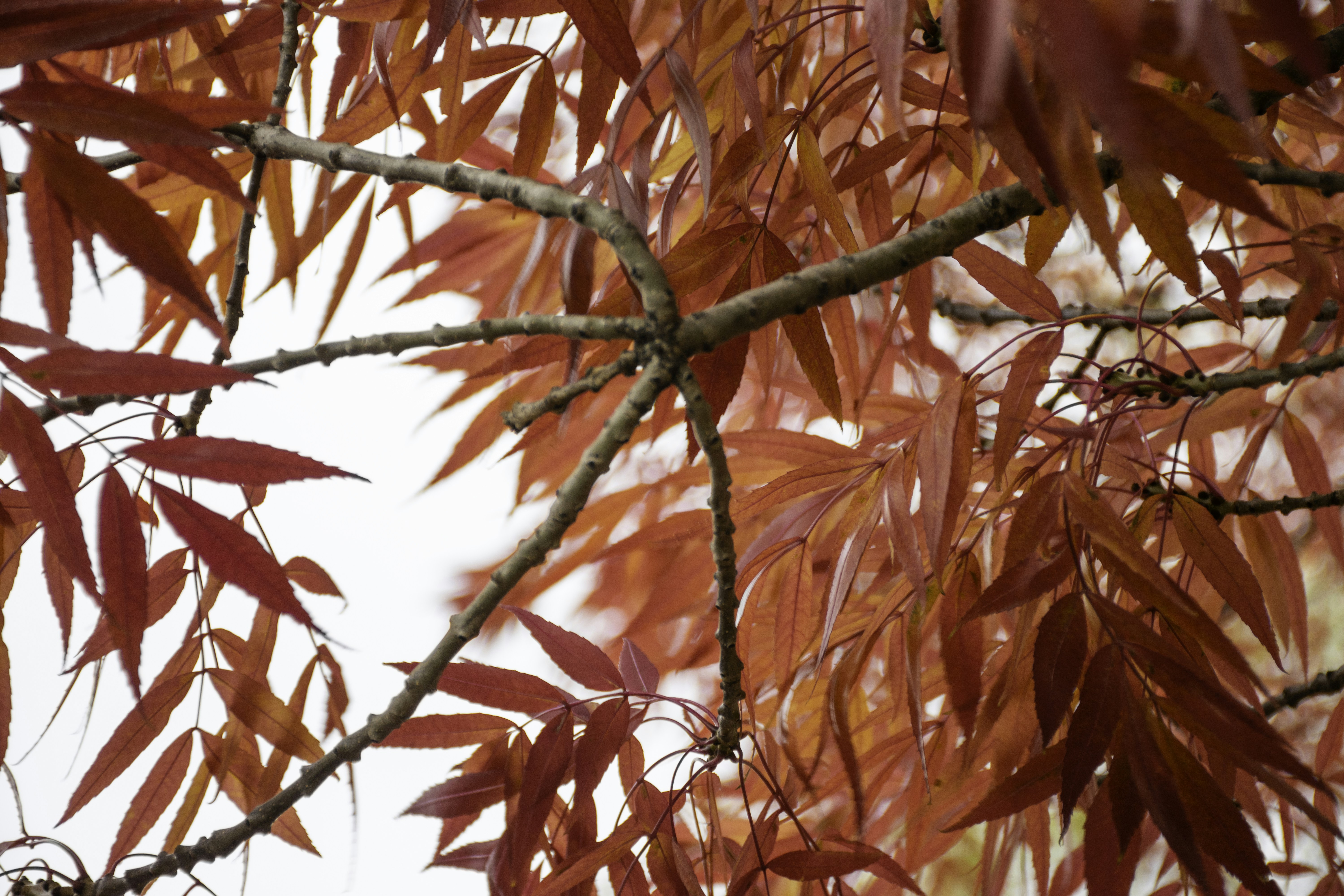 Photo by adam_skrinnikoff