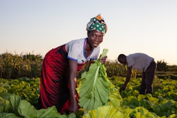 Farmers harvest leafy greens in the field.