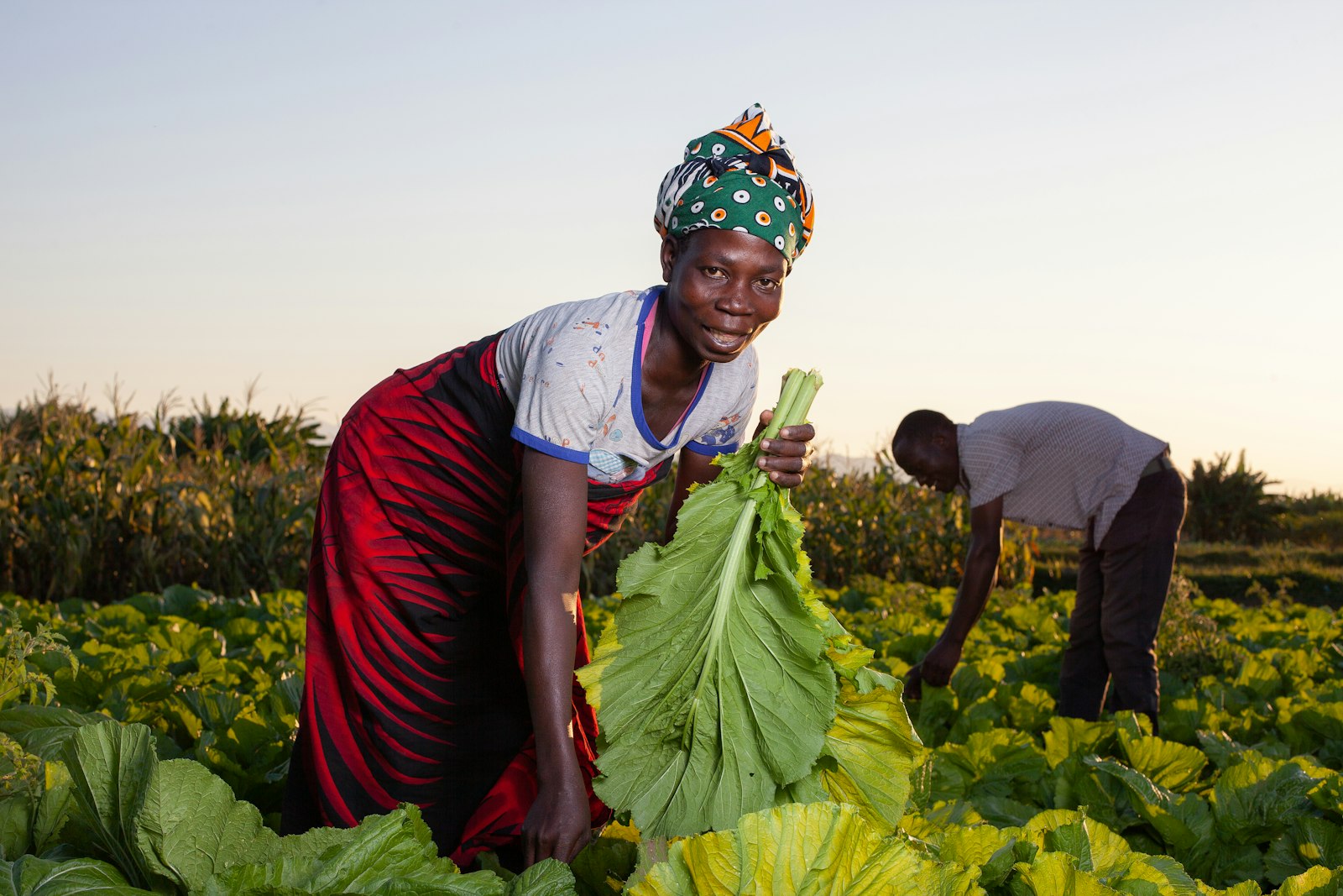Farmers harvesting leafy greens in the field