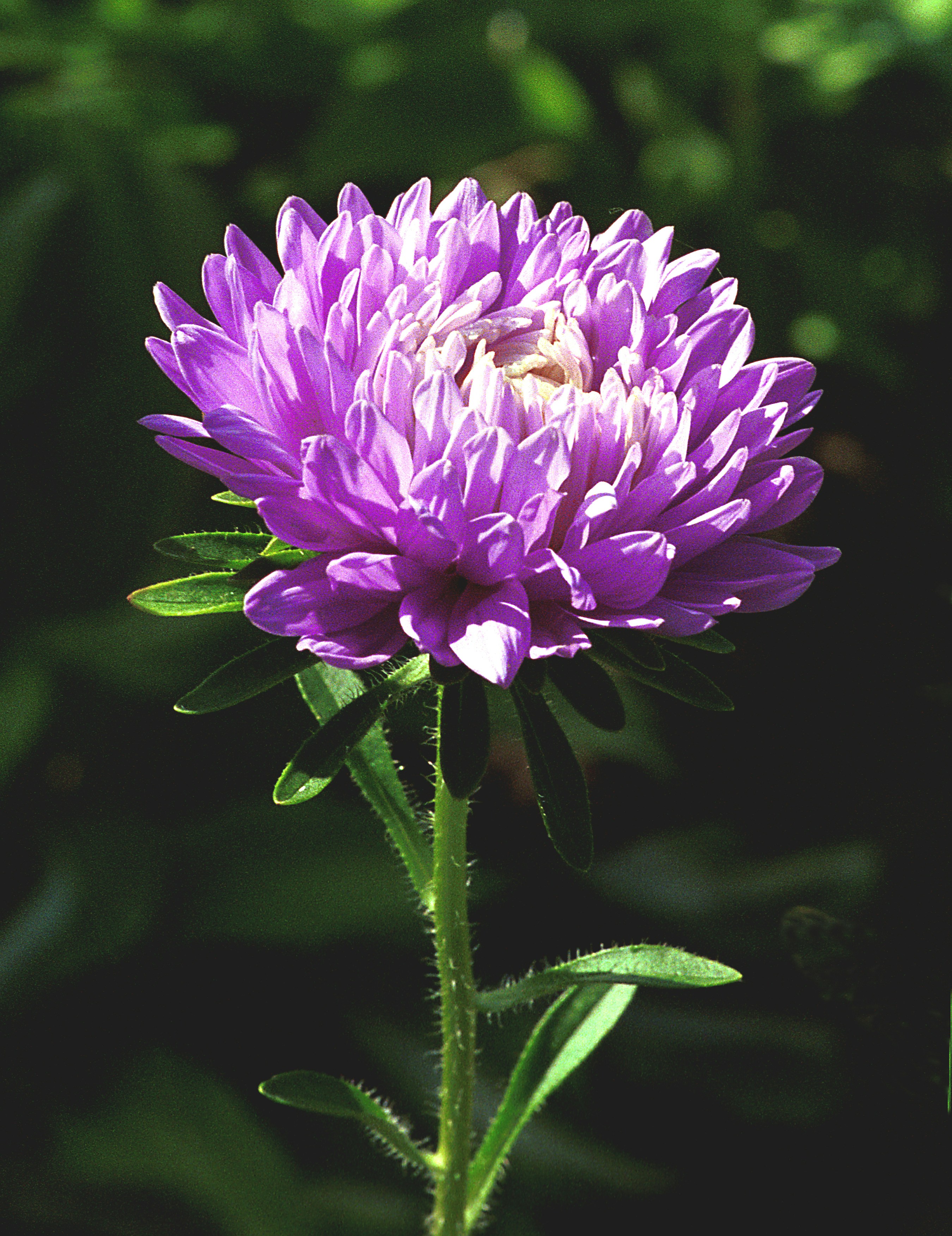A beautiful, purple aster flower blooms brightly.
