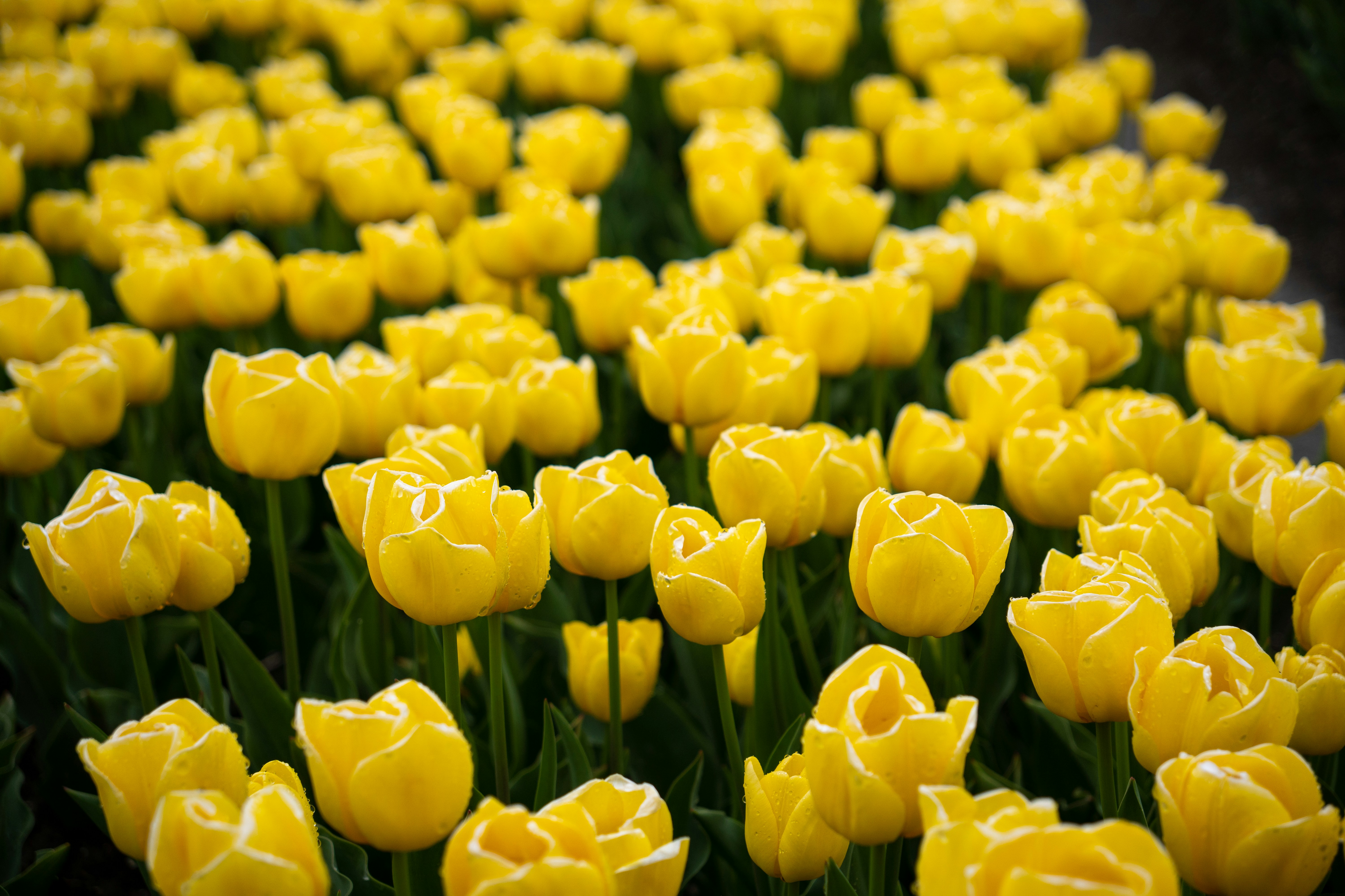 Photo by janwillem2608