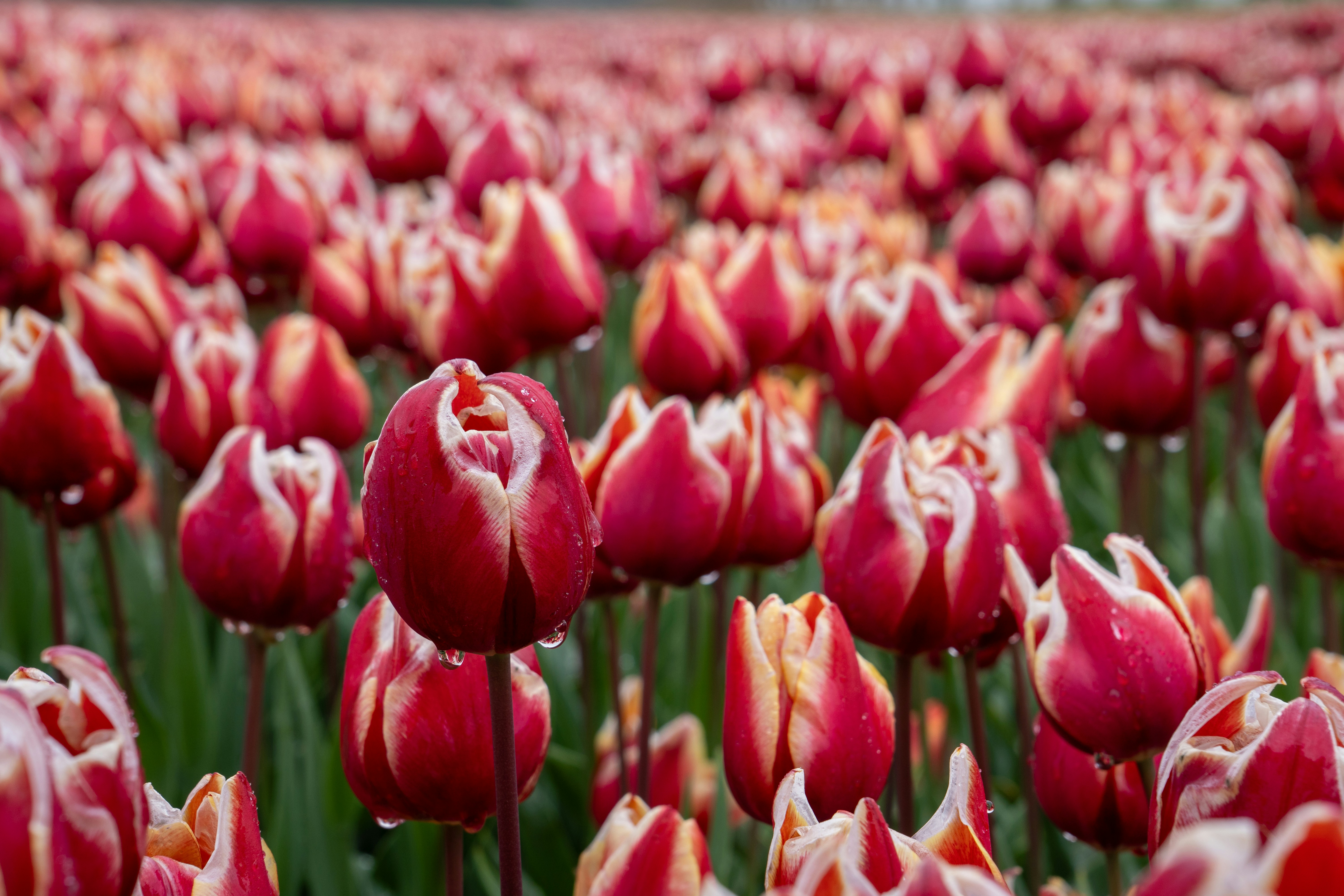 Photo by janwillem2608