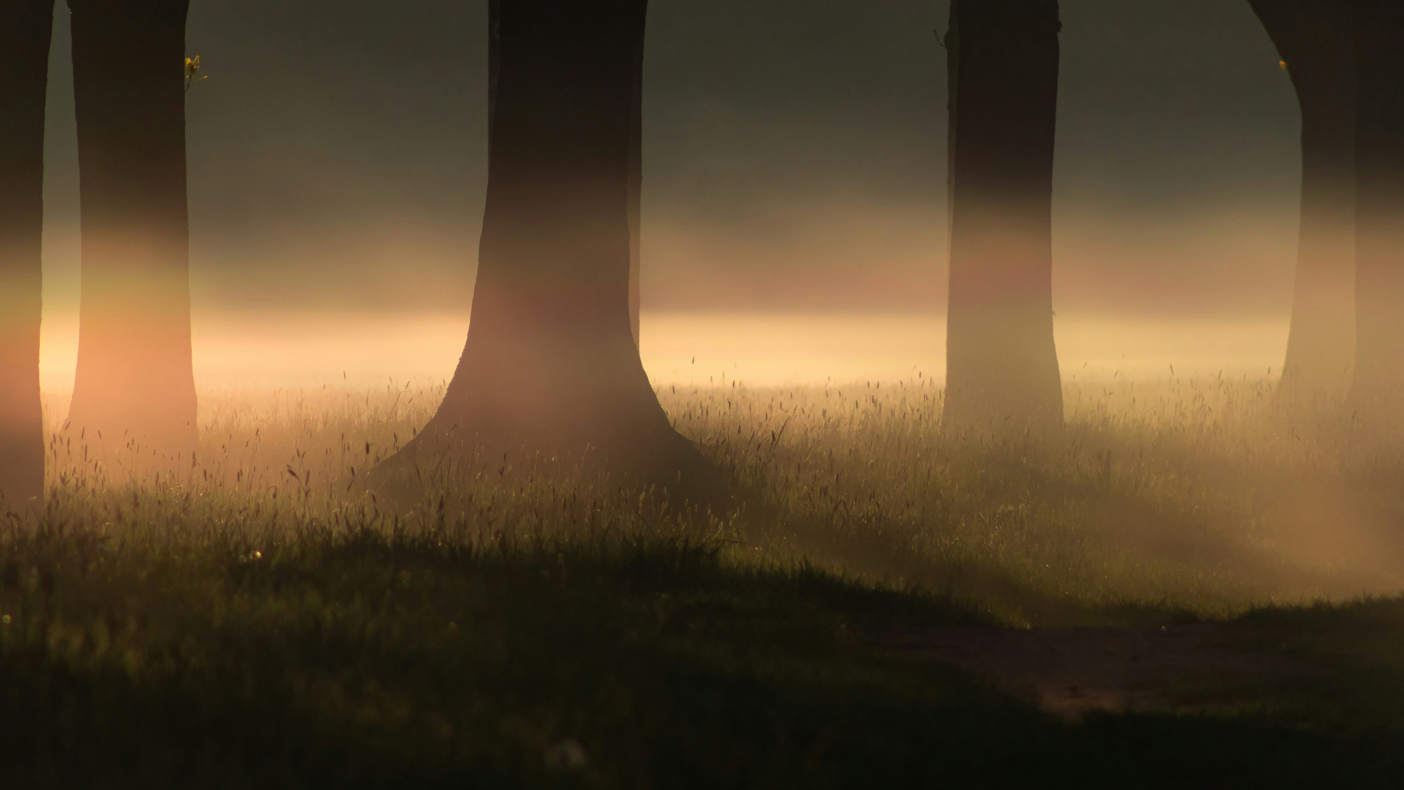 Foggy forest scene with light peeking through.