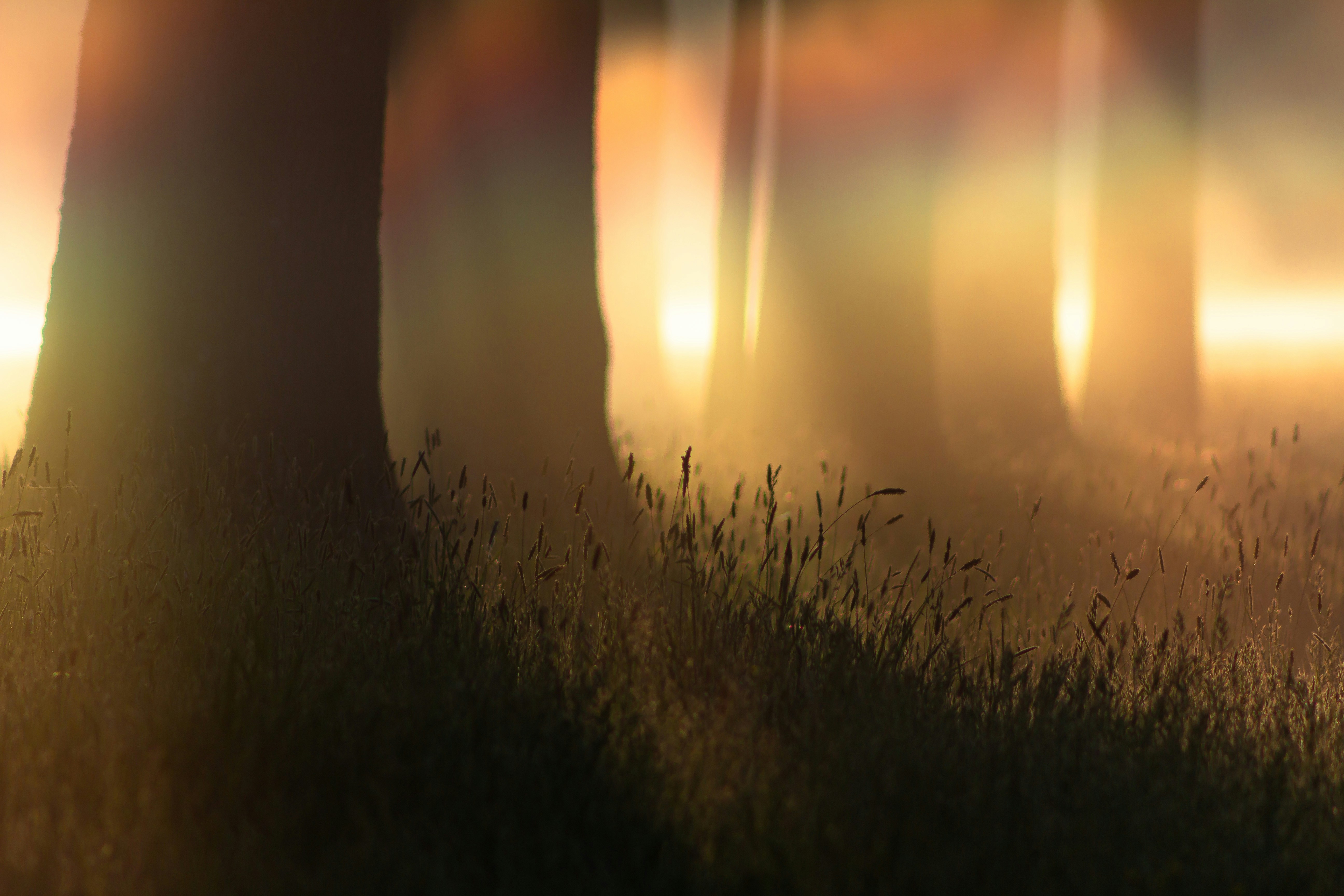 Trees silhouetted against a golden sunset.