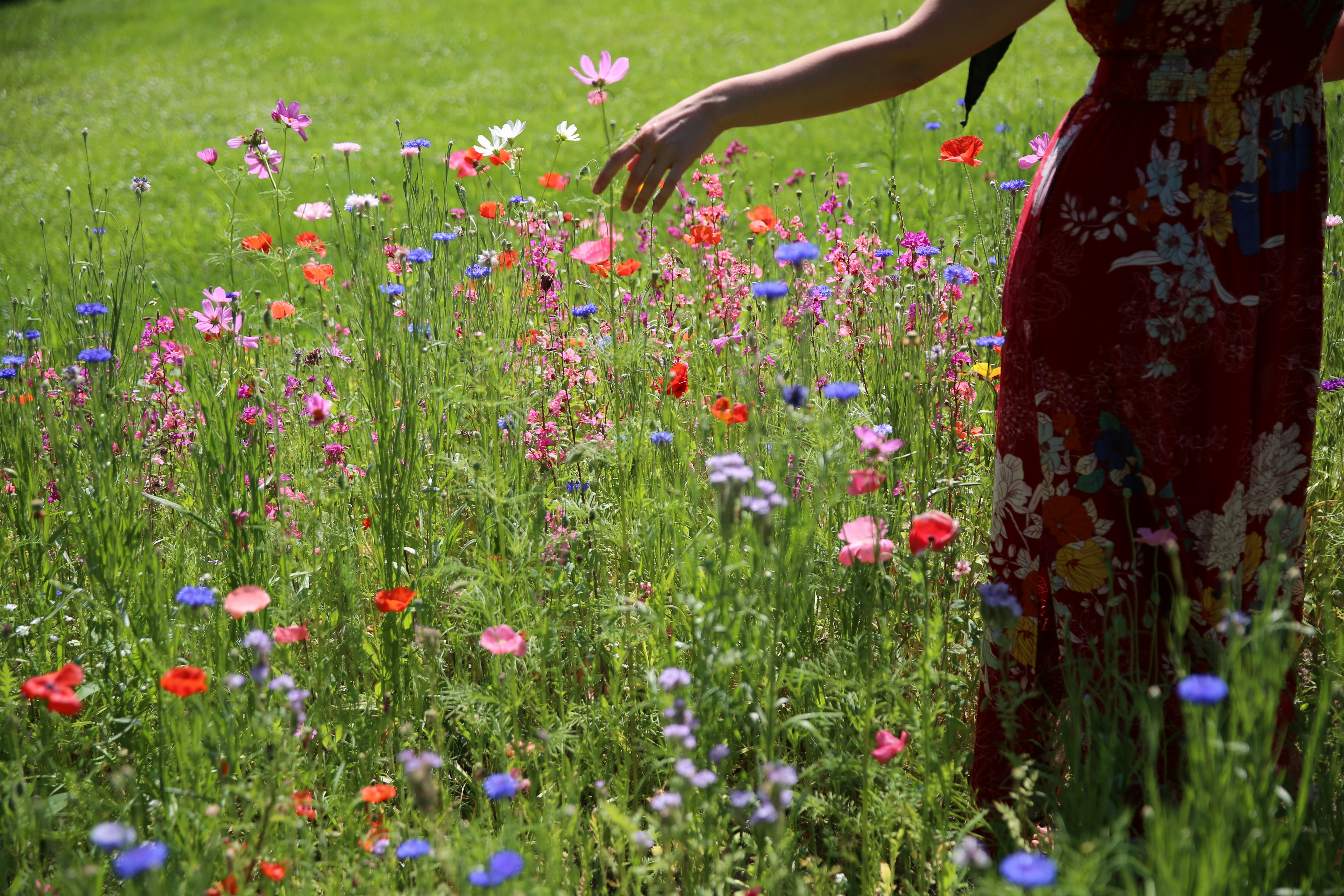 a wildflower among wildflowers