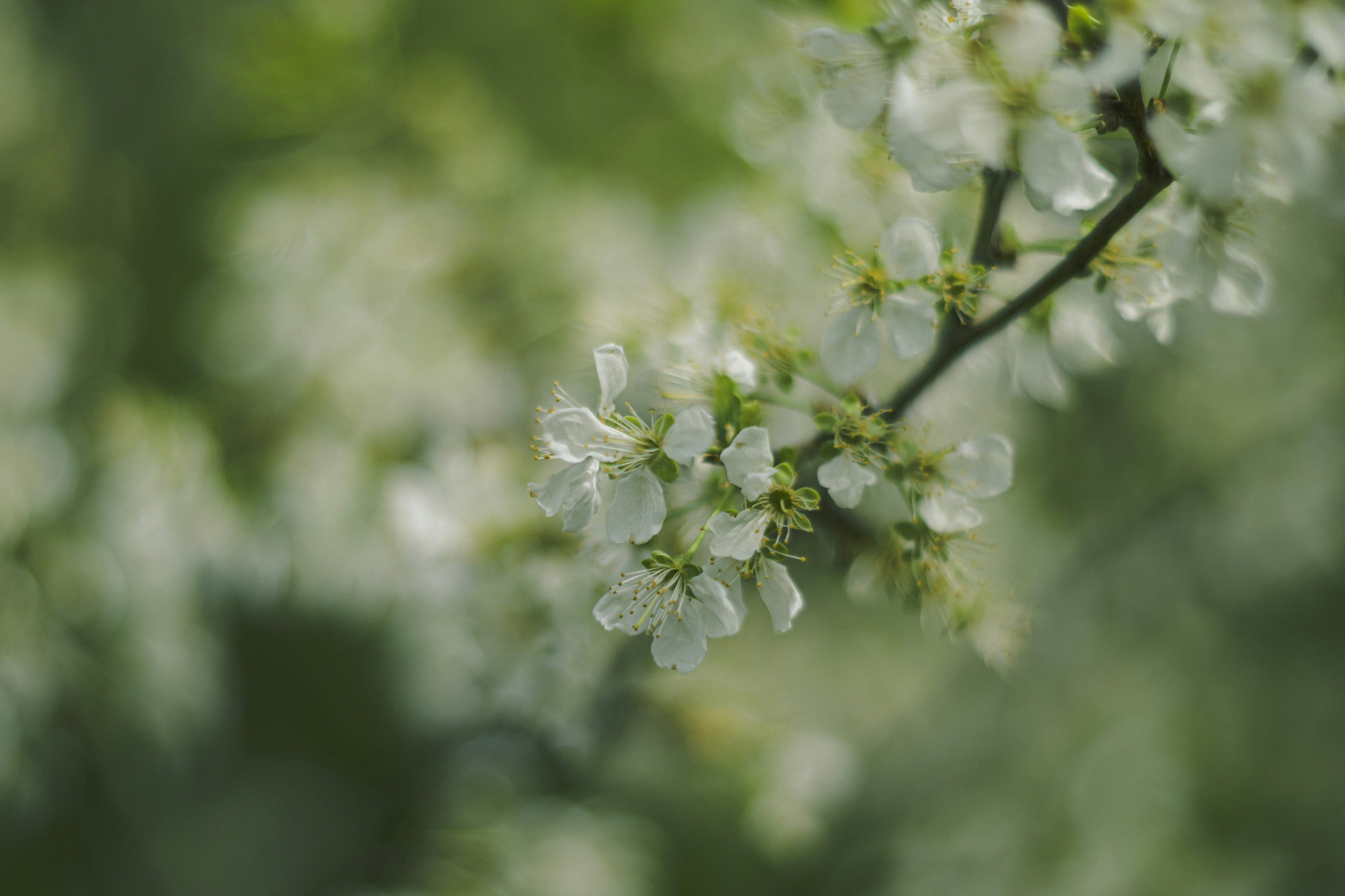 White flowers bloom on a branch.