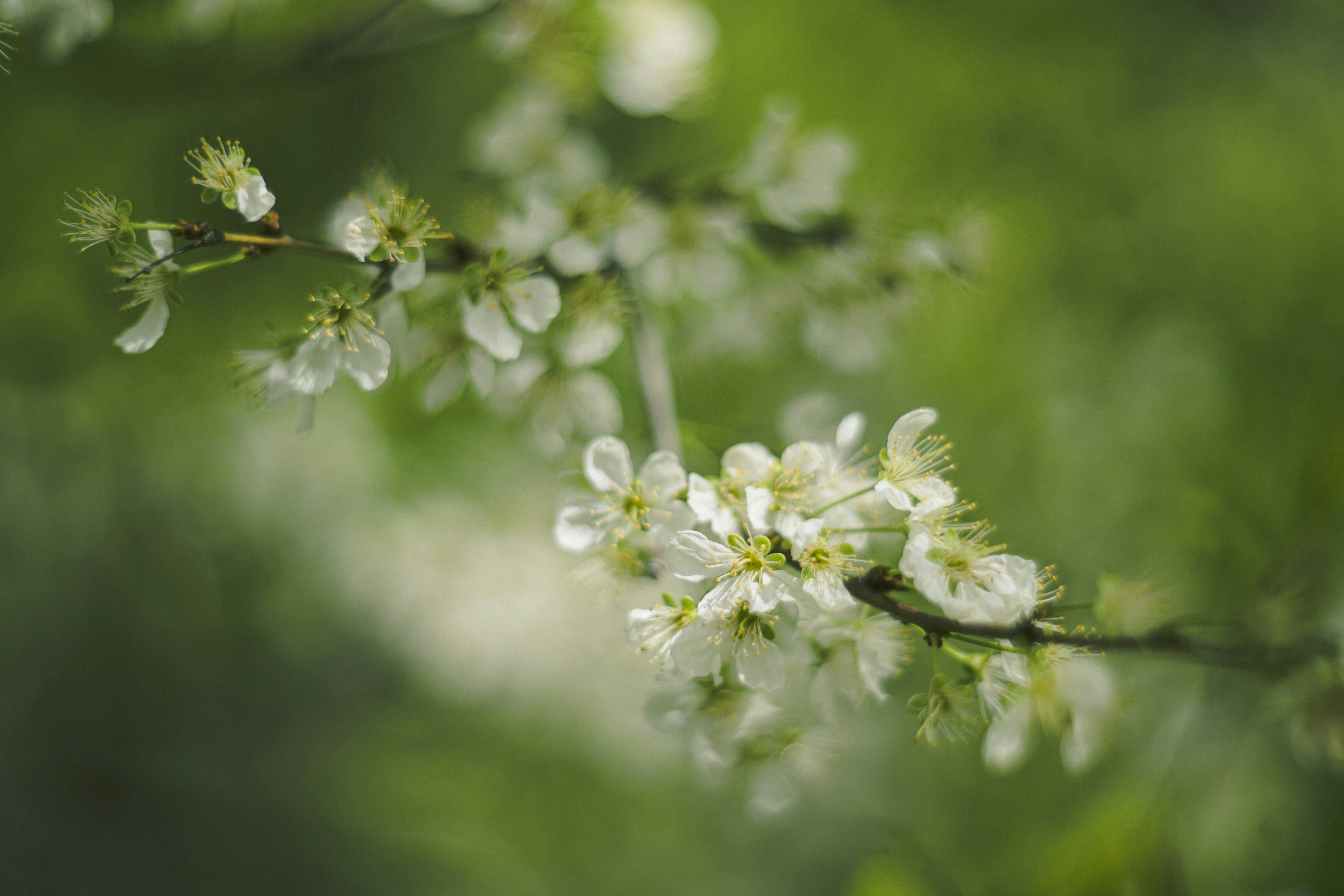 White flowers bloom on a branch.