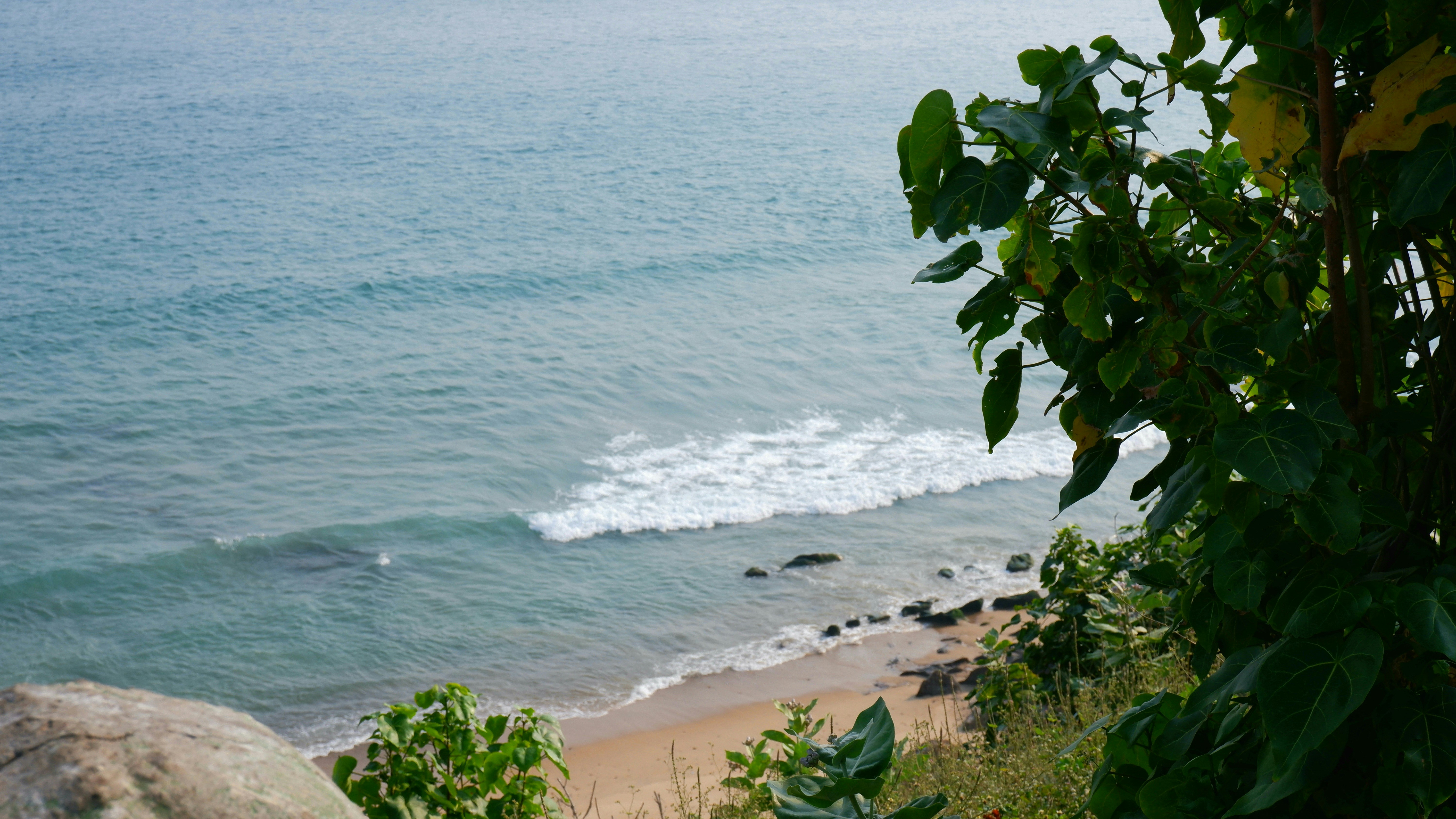 Waves crash on the shore with green foliage.