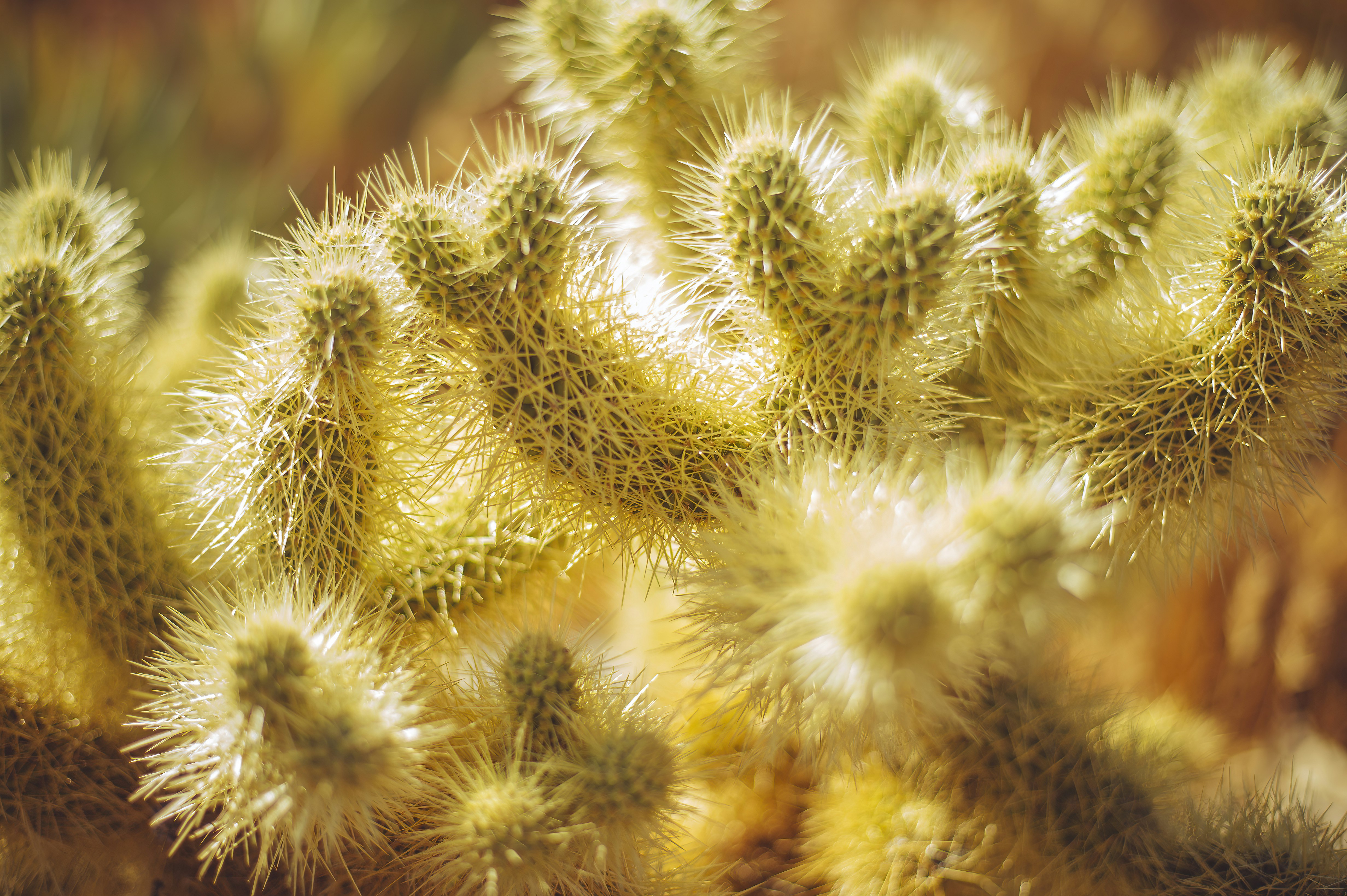 Close-up view of a spiky desert cactus.