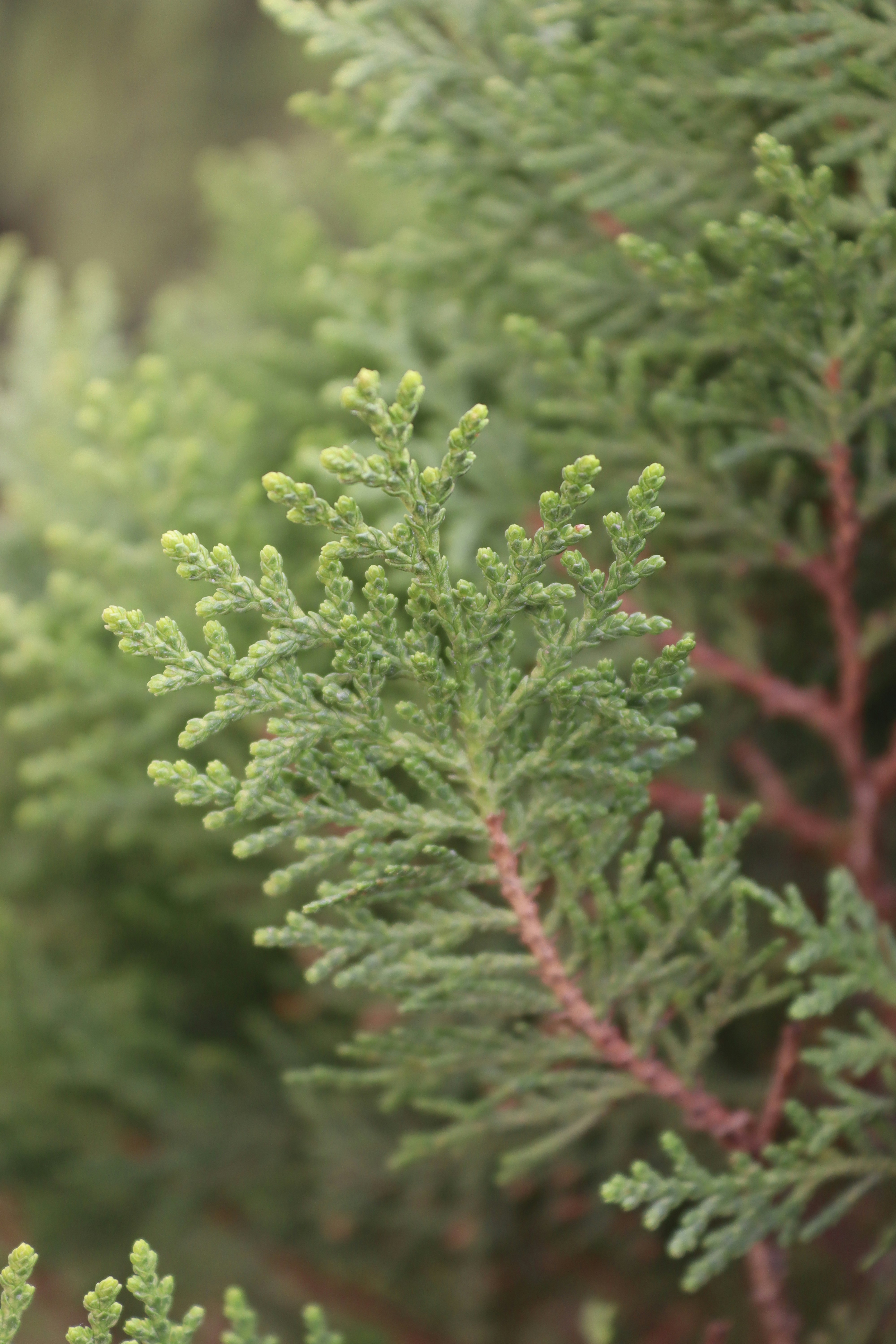 Here is a short caption for the image: a close-up of green, textured foliage.