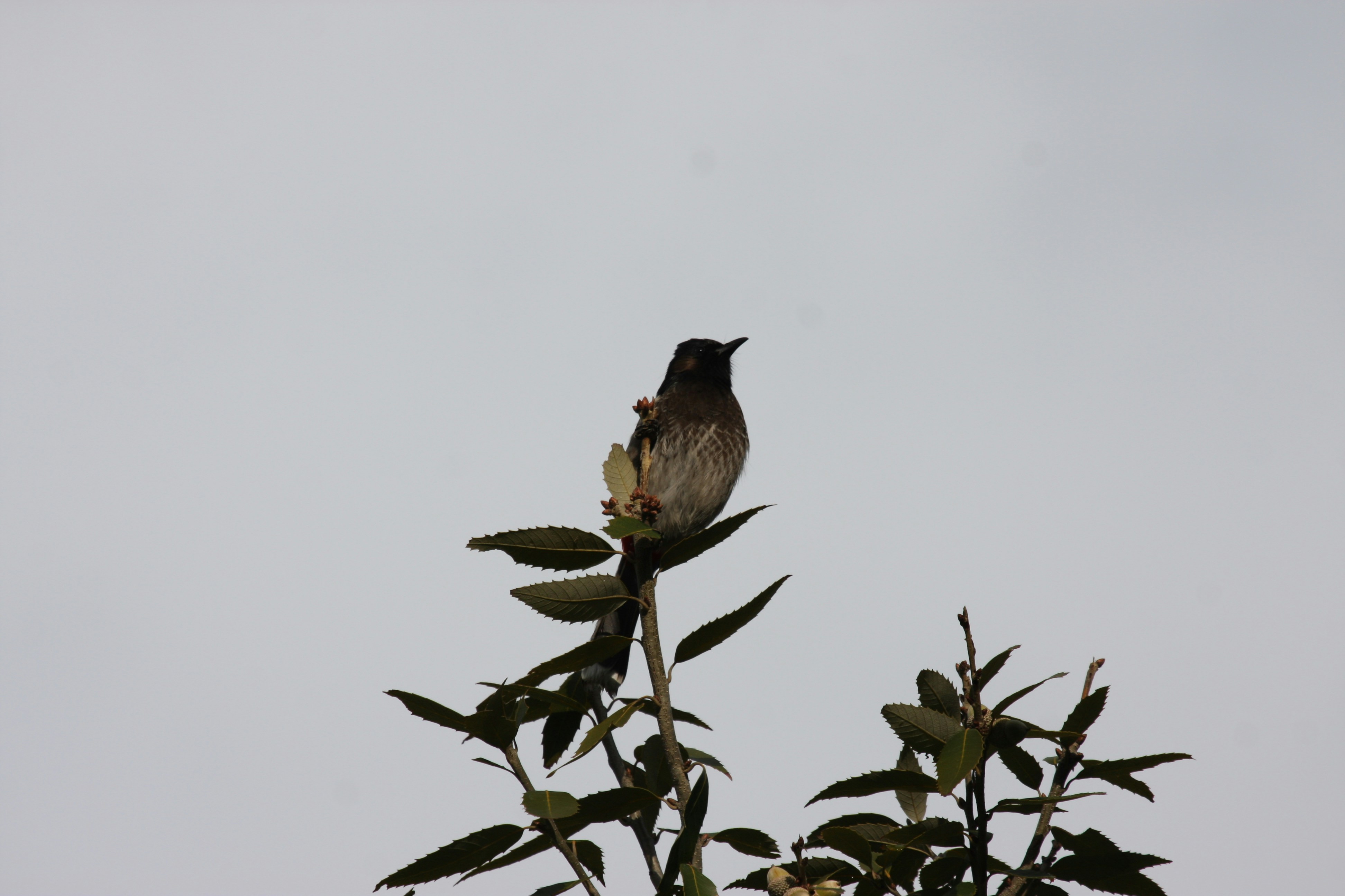 Photo by suyashbatra