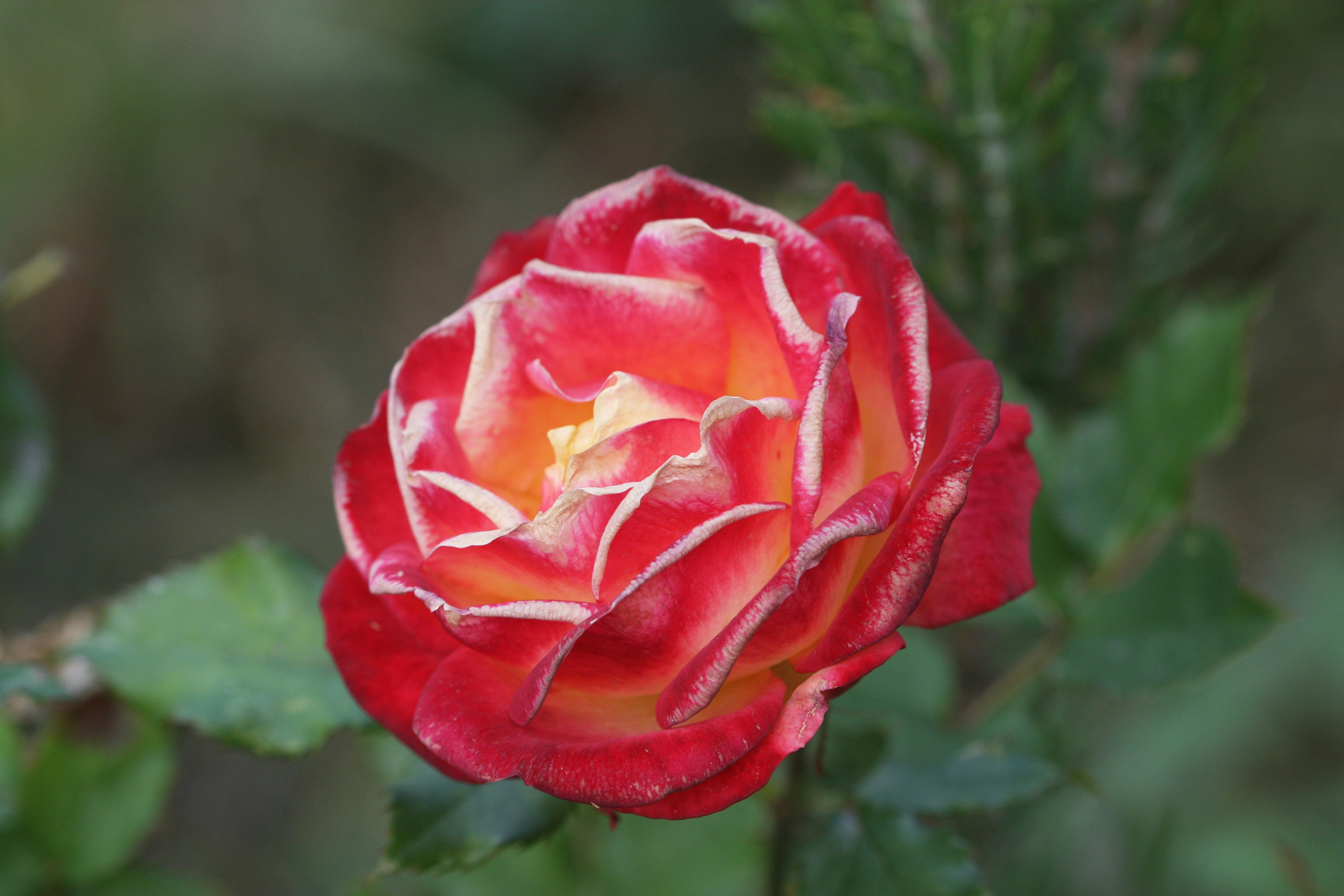 Photo by suyashbatra