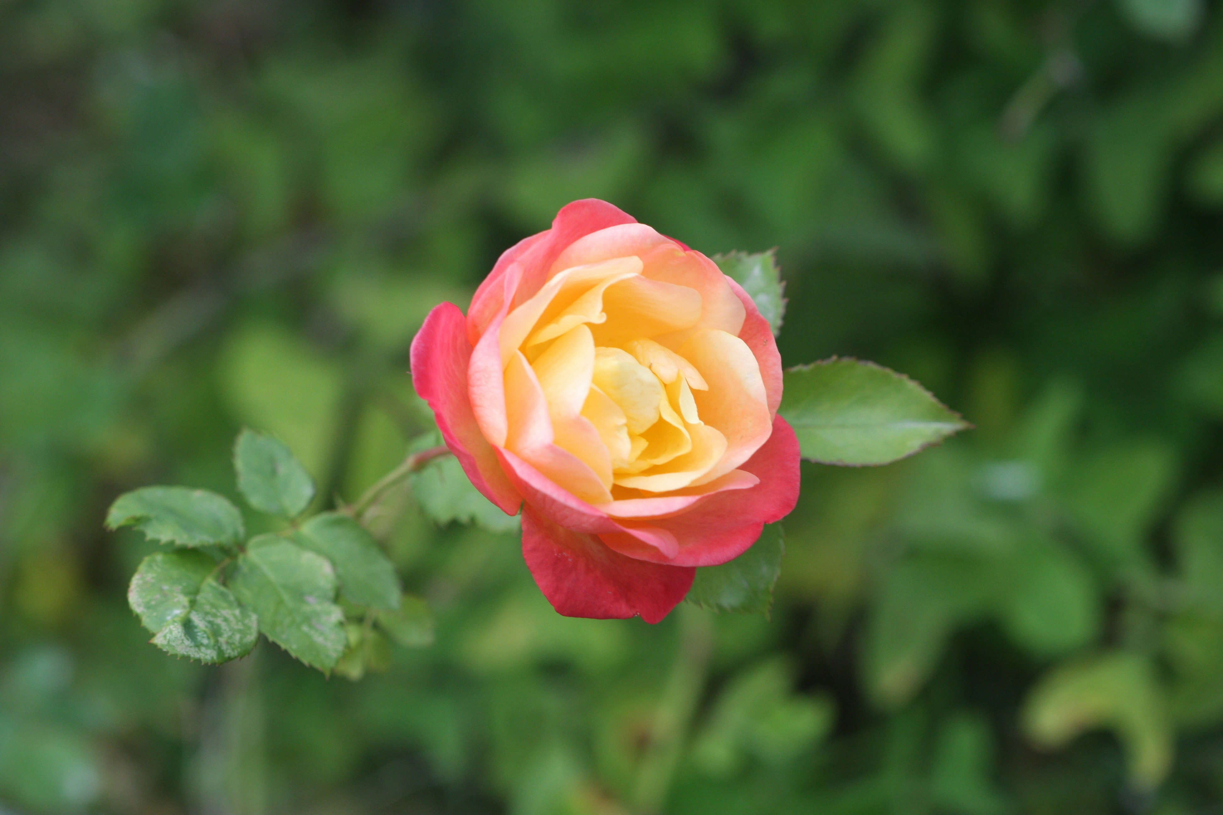 Photo by suyashbatra