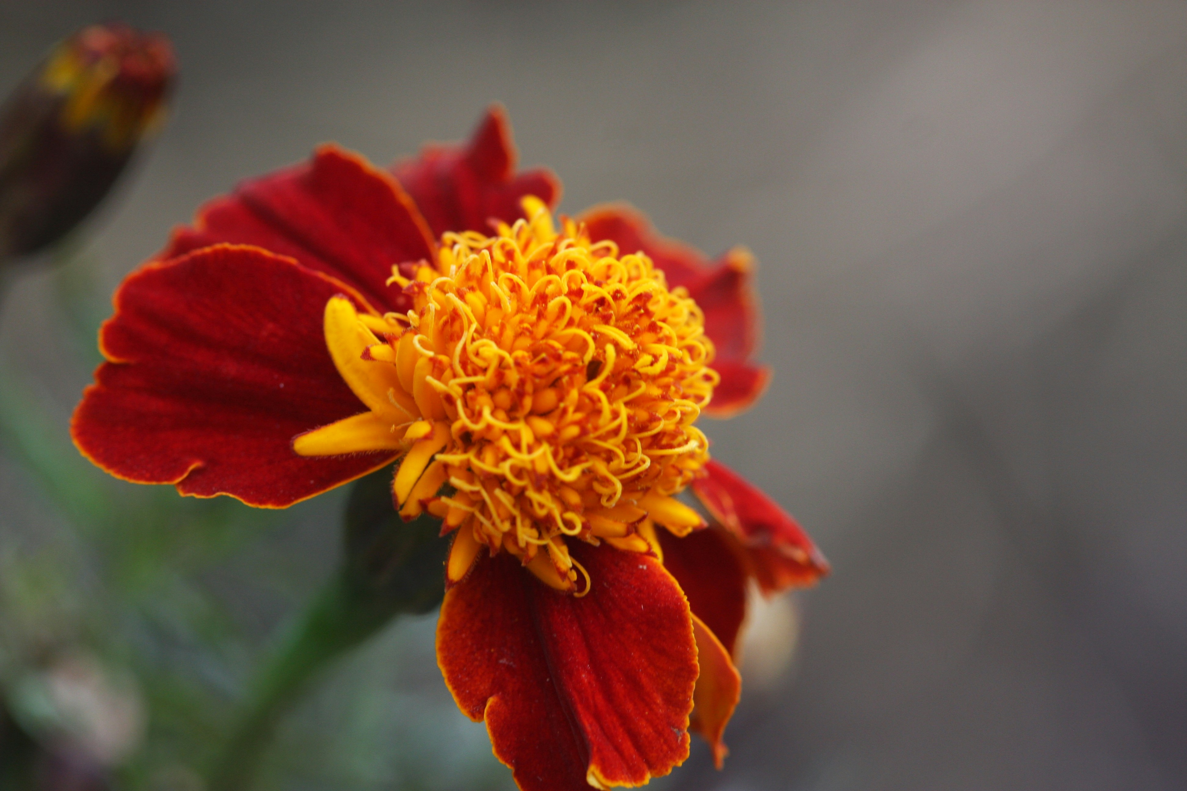 Photo by suyashbatra