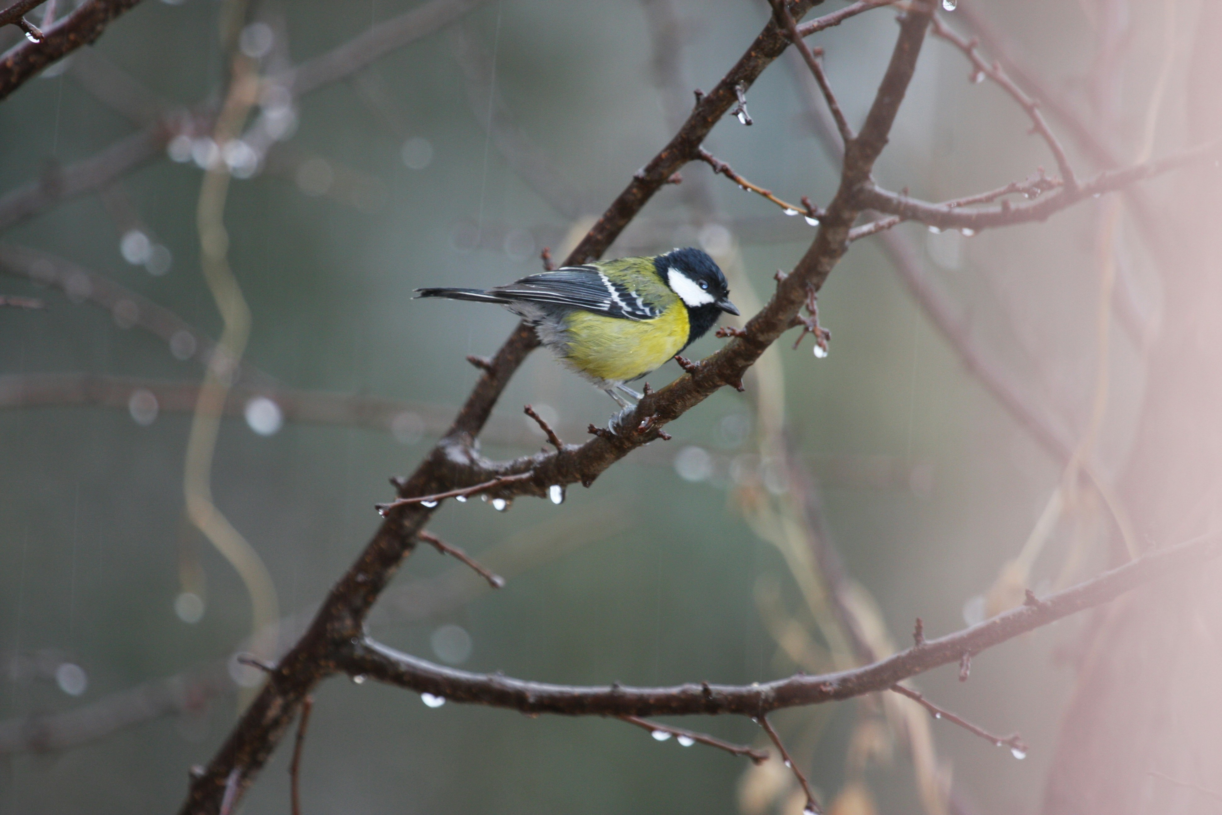 Photo by suyashbatra