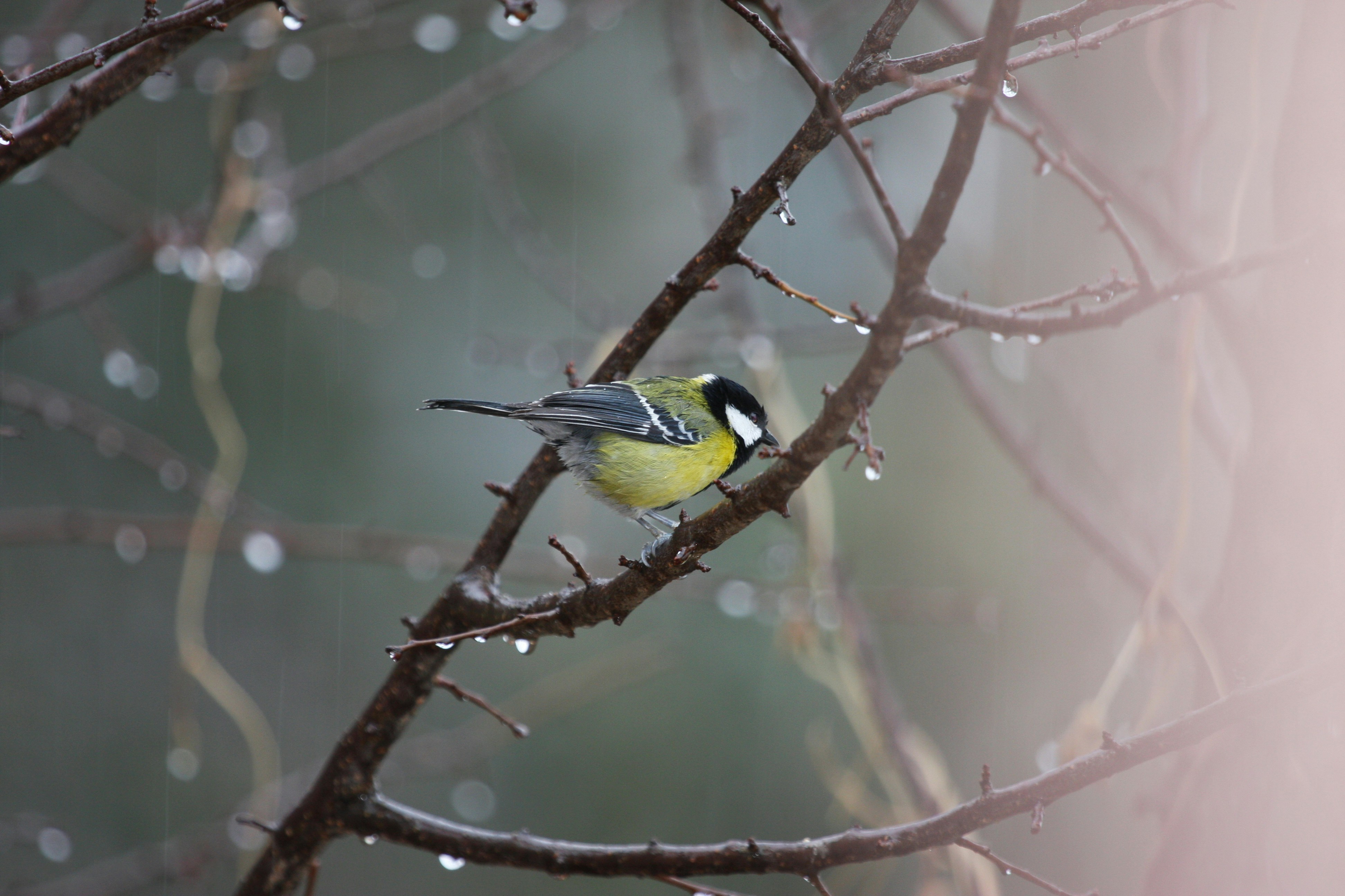 Photo by suyashbatra