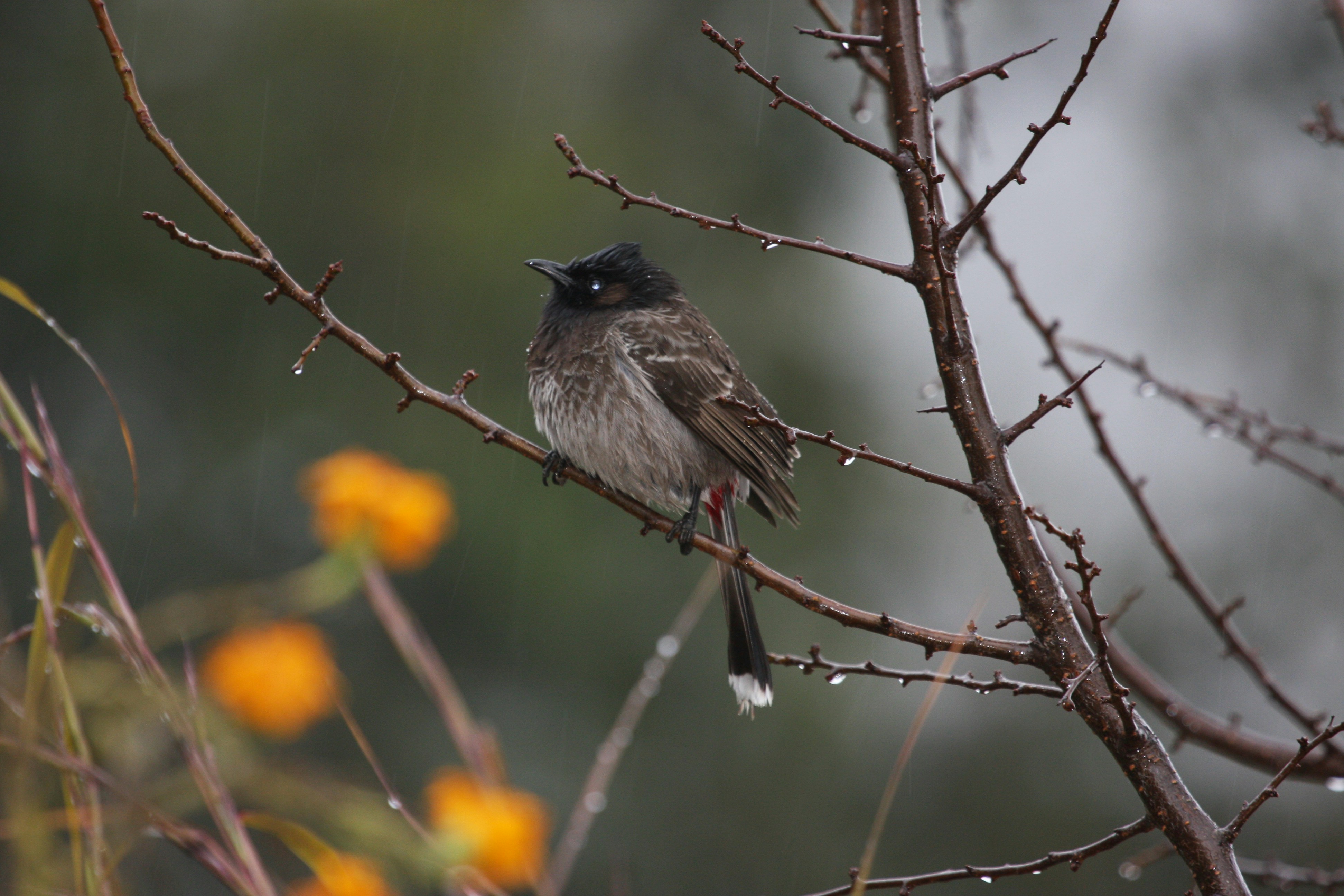 Photo by suyashbatra