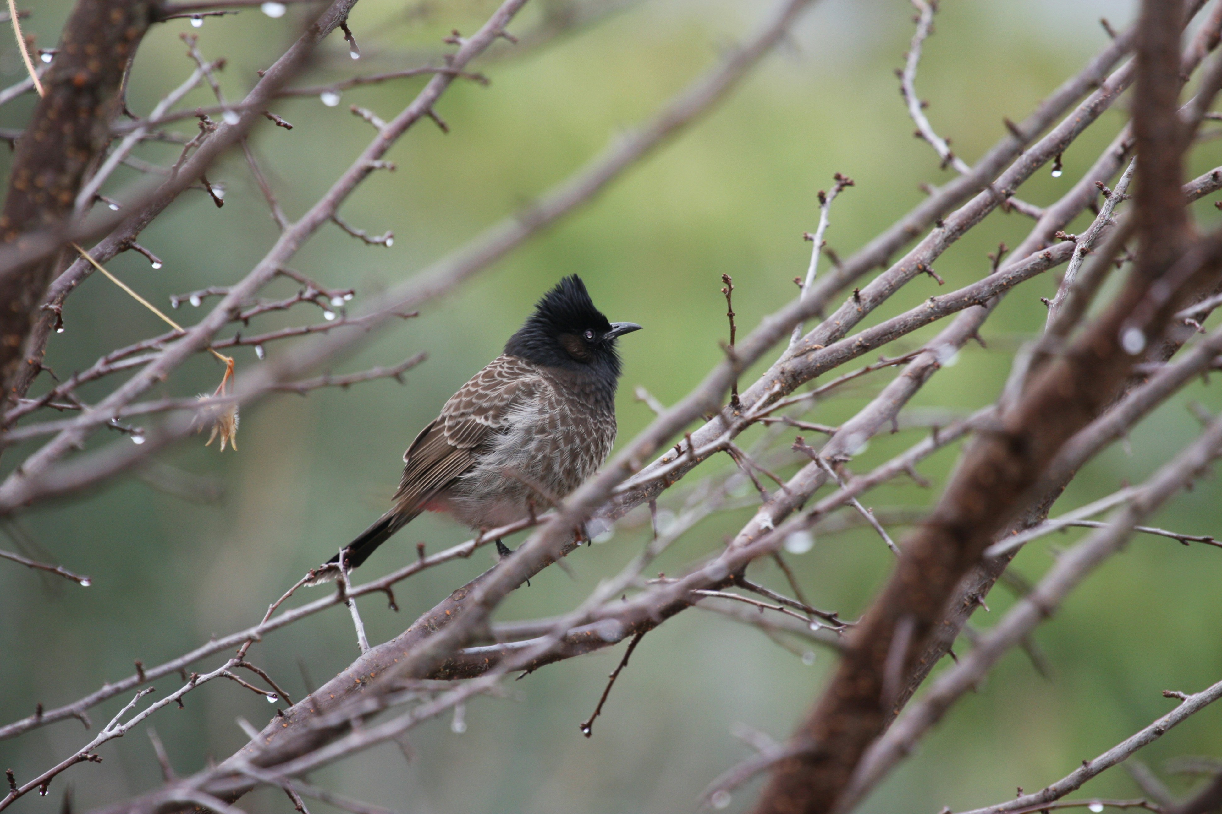 Photo by suyashbatra