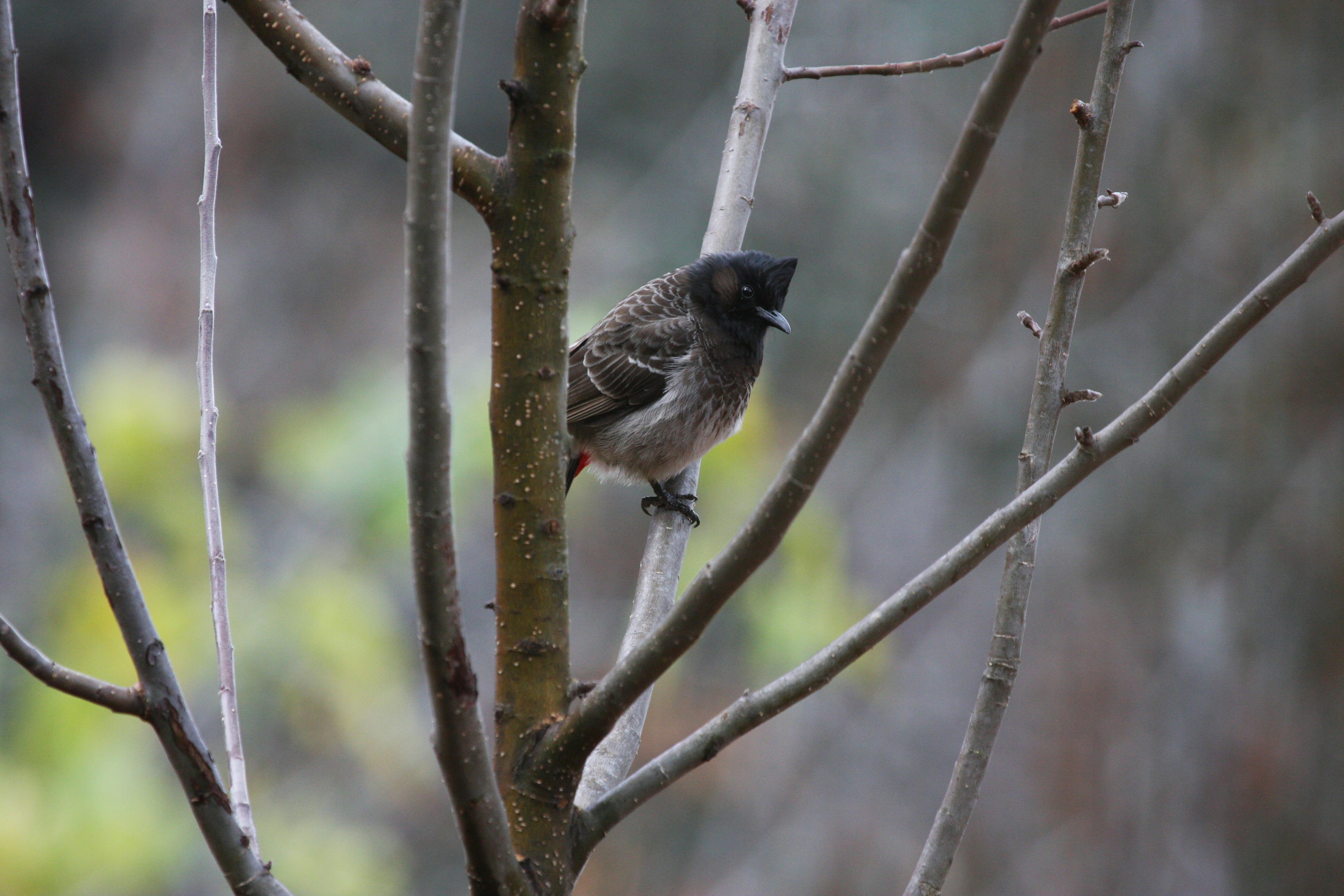 Photo by suyashbatra