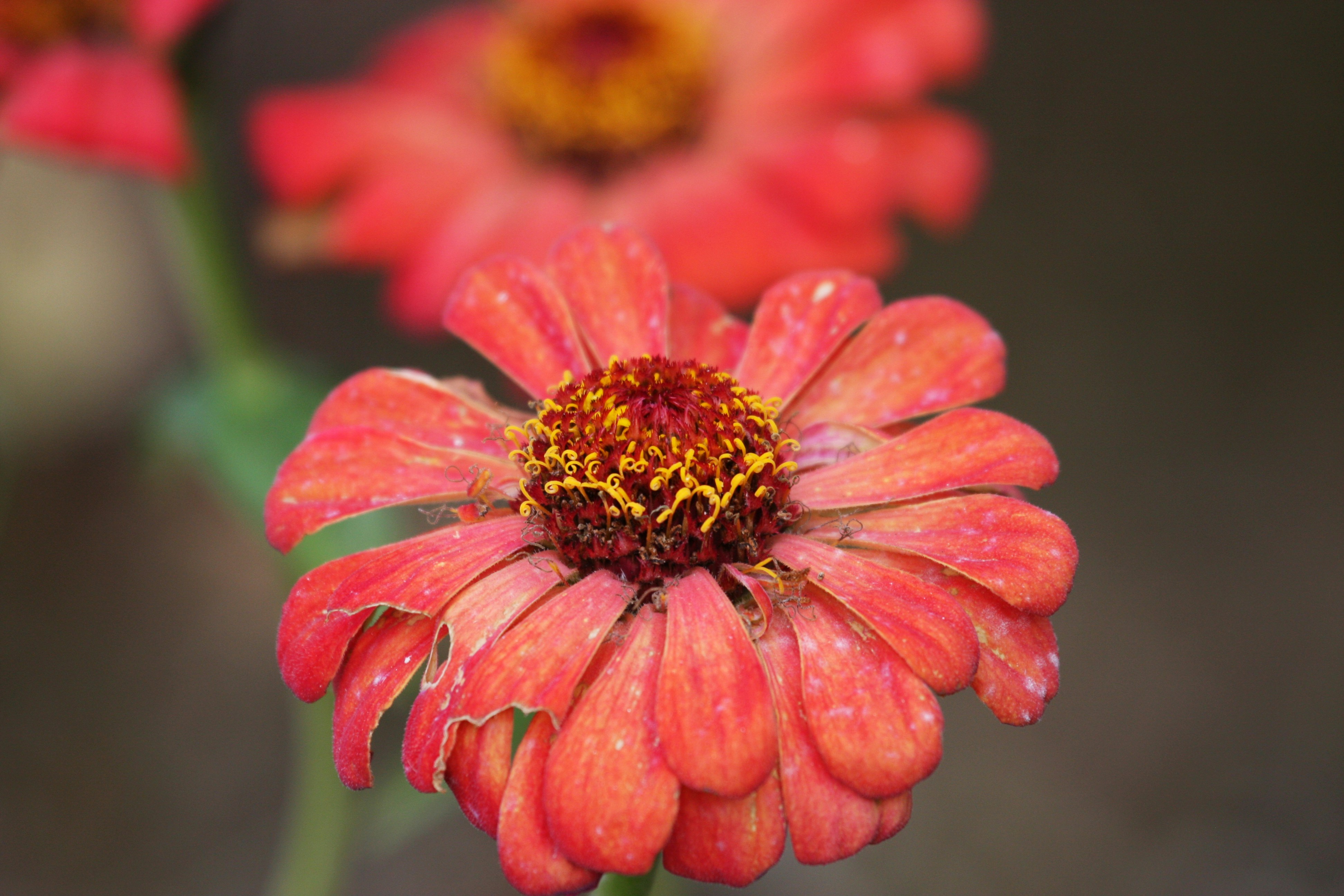 Photo by suyashbatra