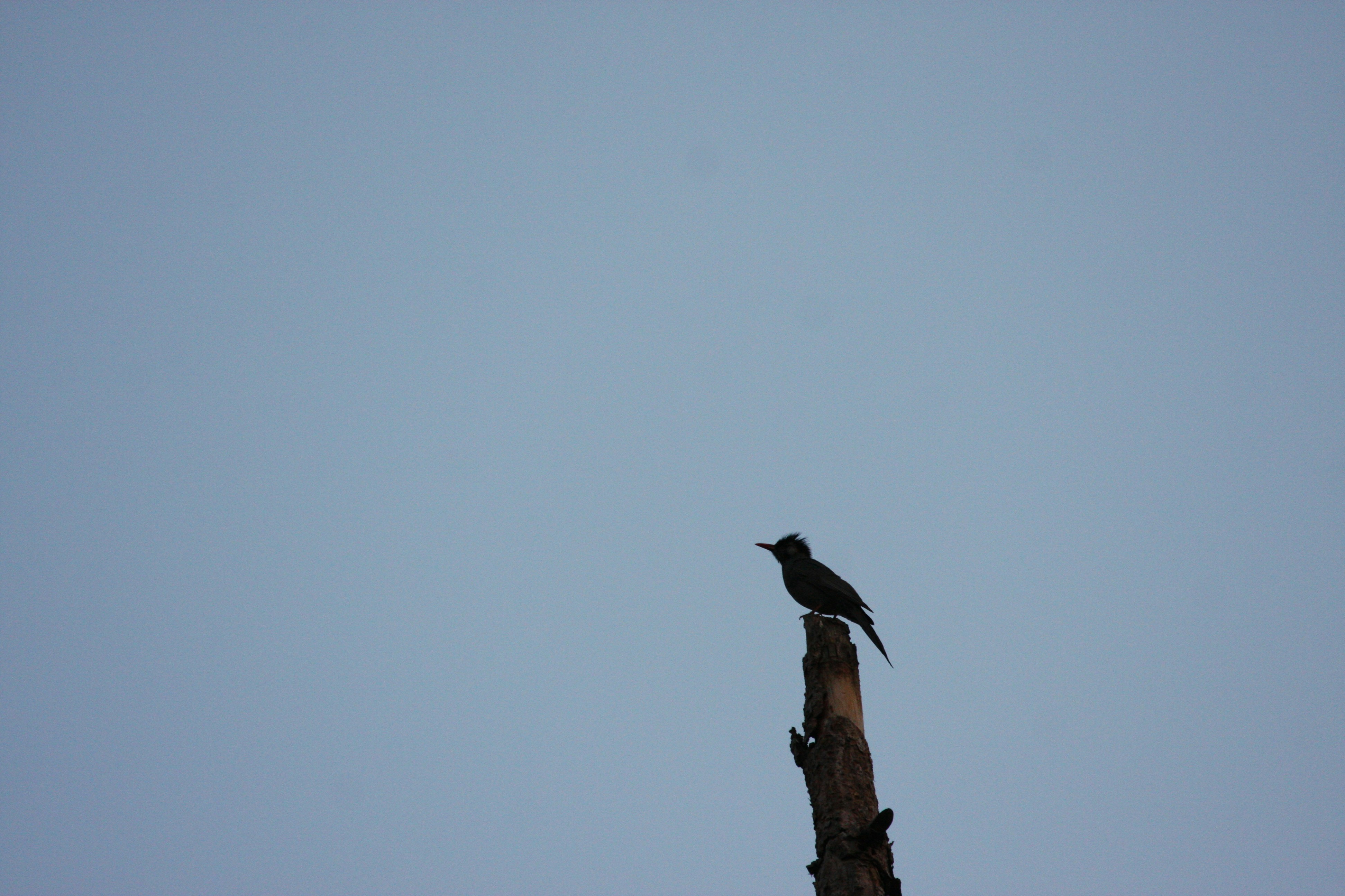 Photo by suyashbatra