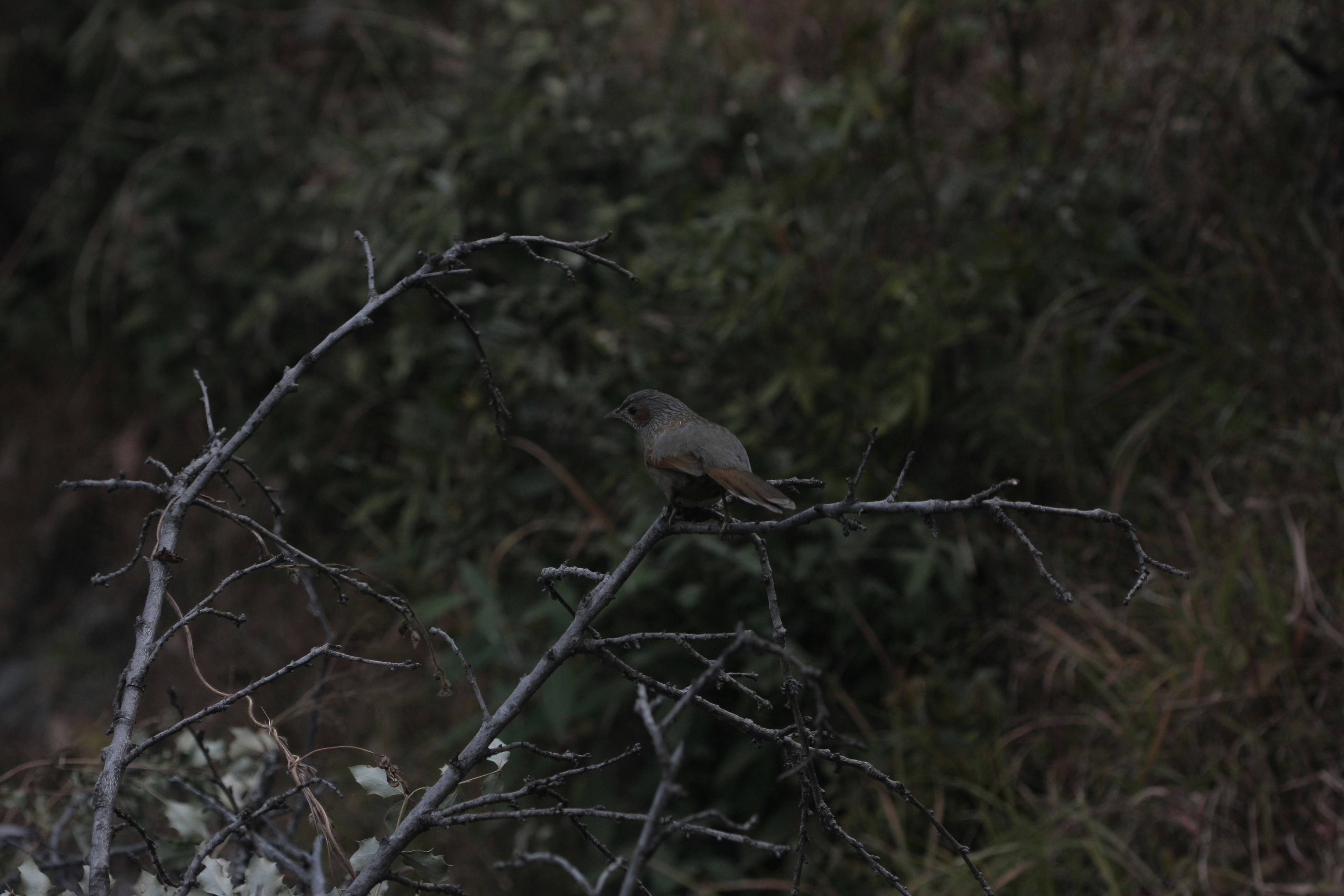 Photo by suyashbatra