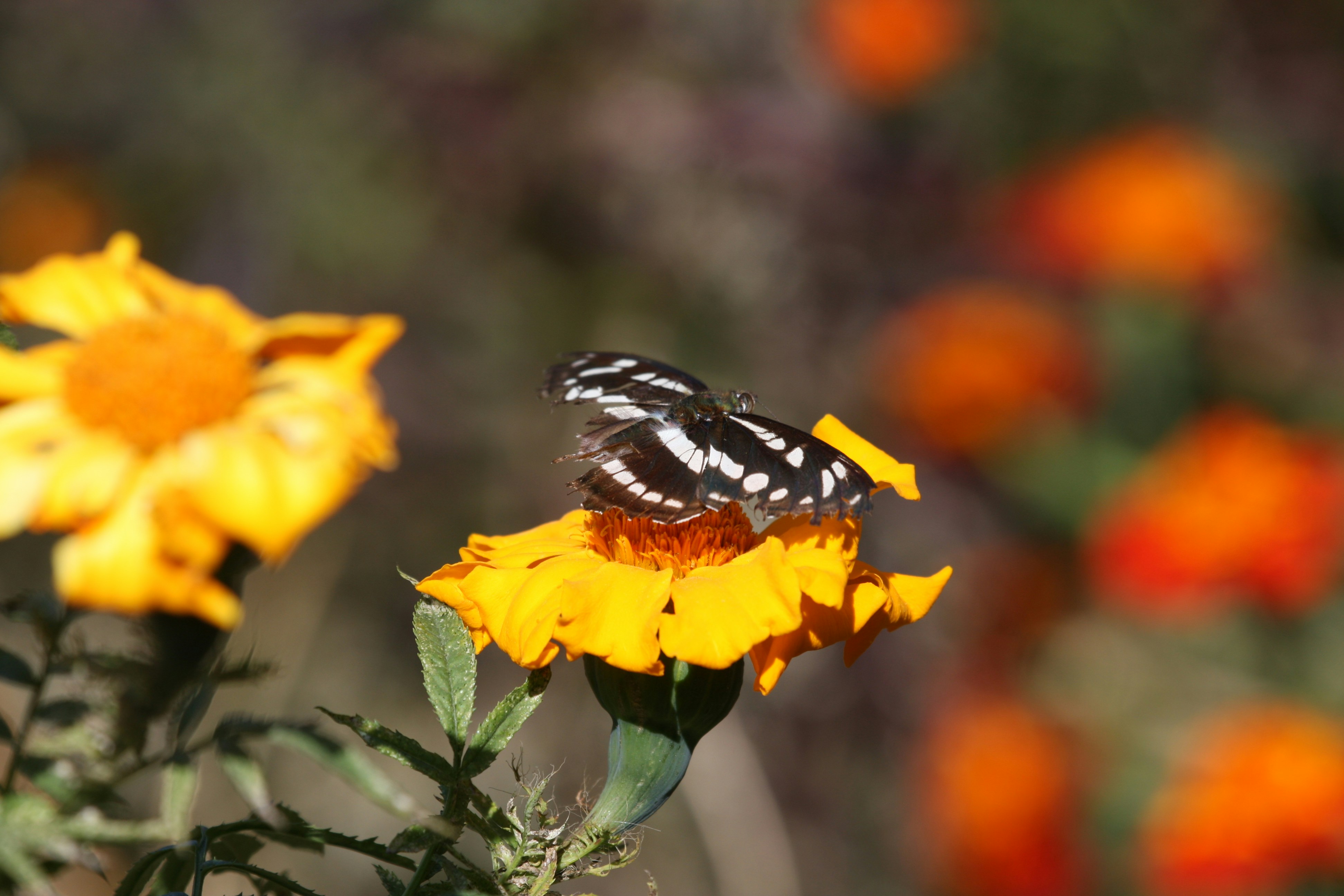 Photo by suyashbatra