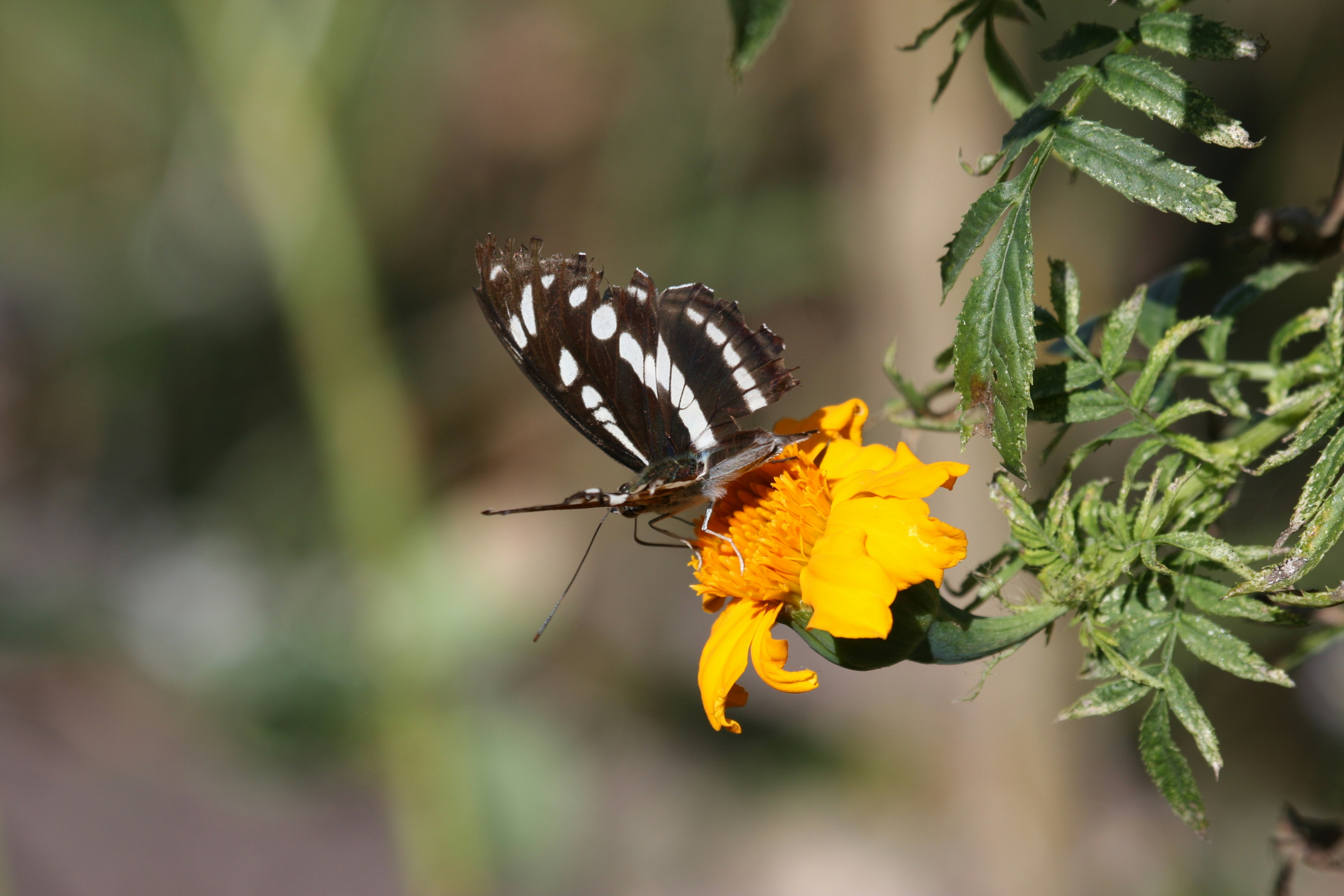 Photo by suyashbatra