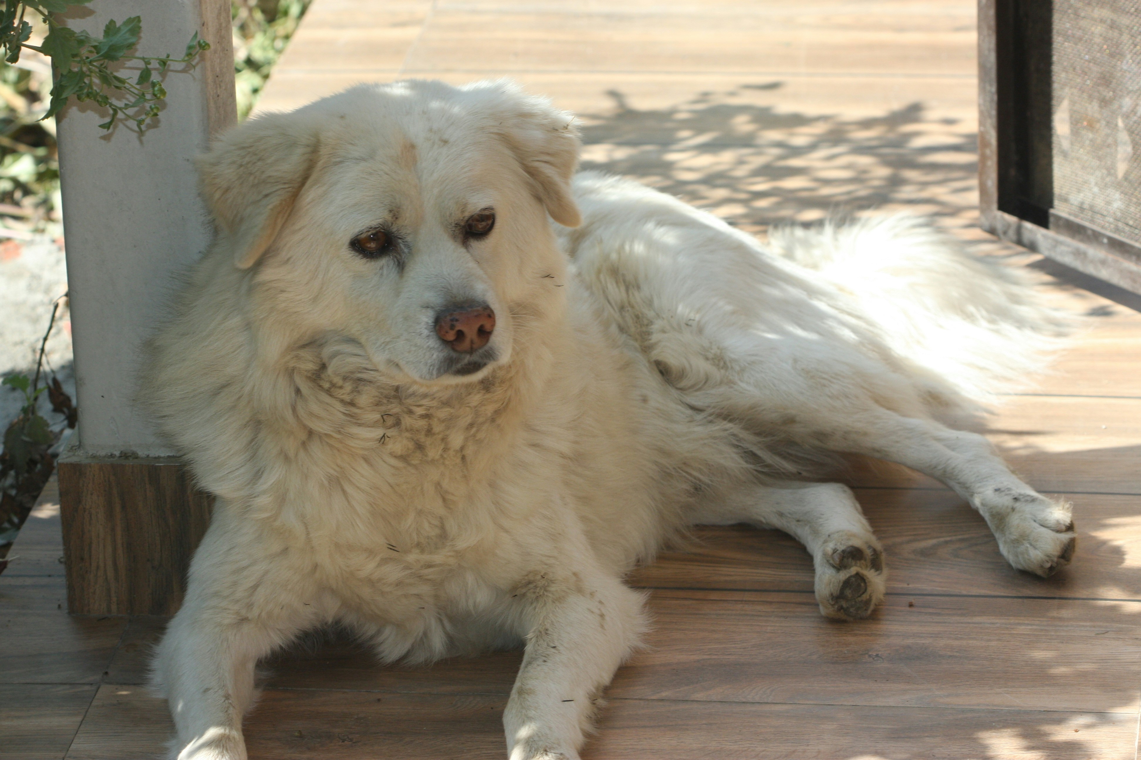 Photo by suyashbatra