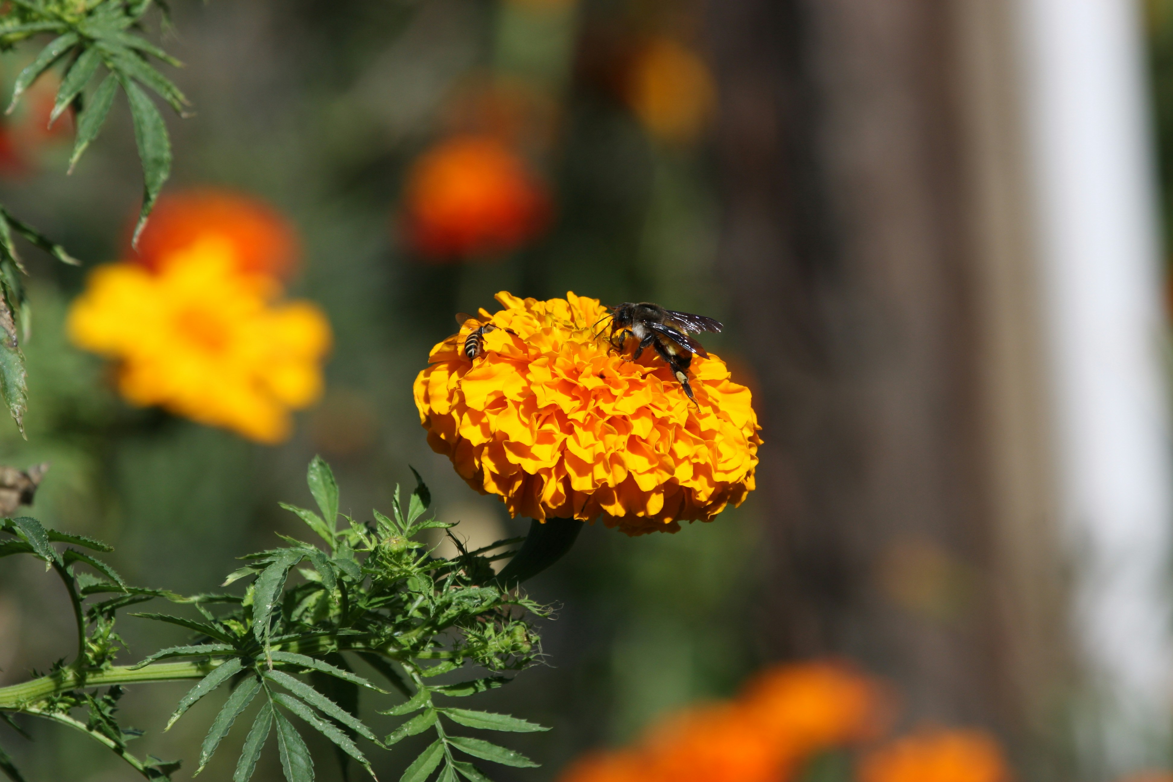적립식 투자 계획표, 엑셀 템플릿 무료 제공