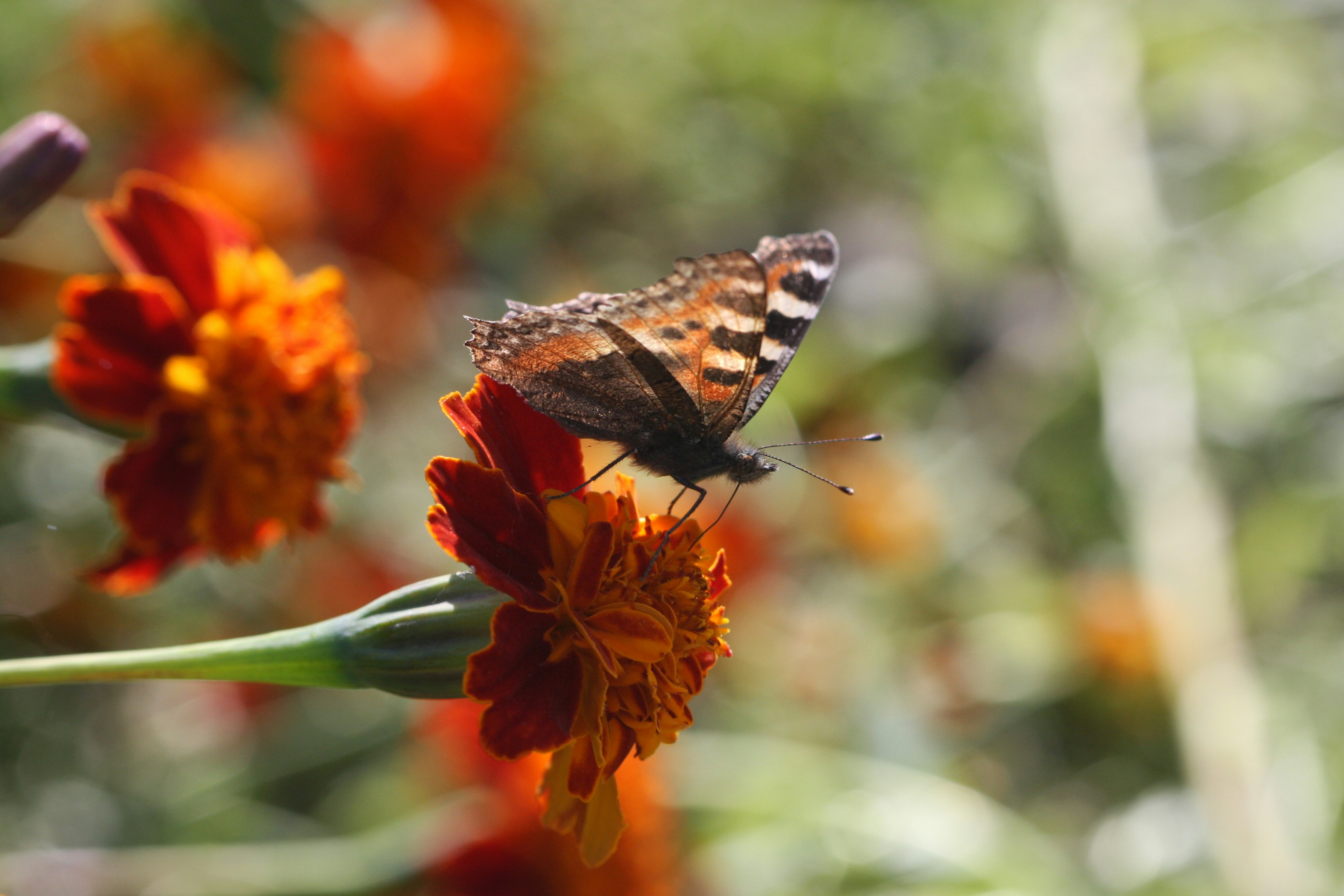 Photo by suyashbatra