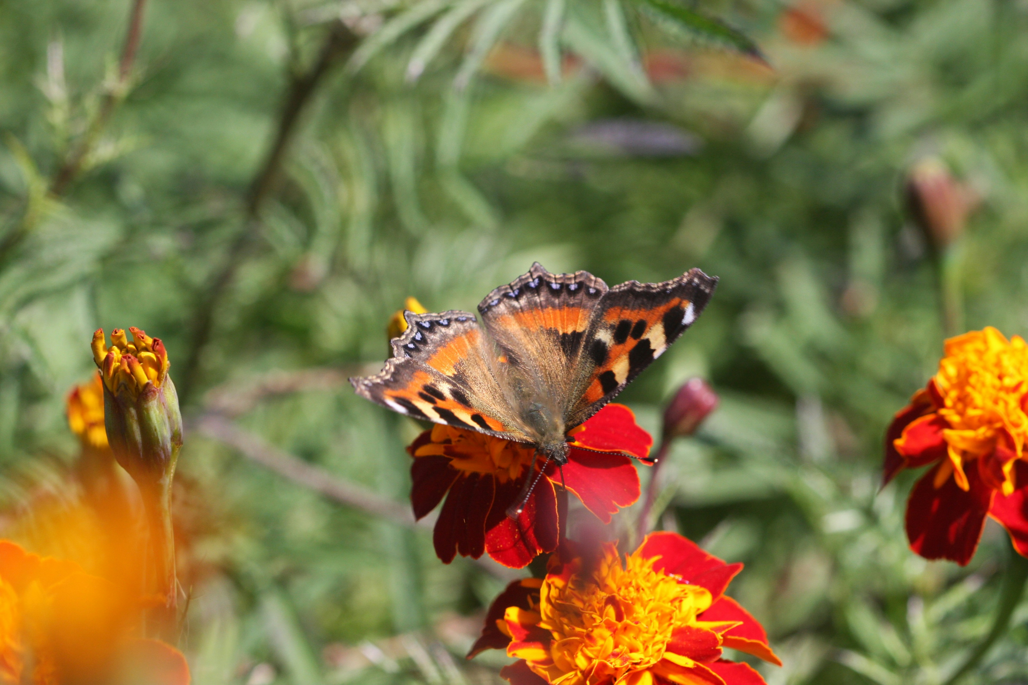 Photo by suyashbatra