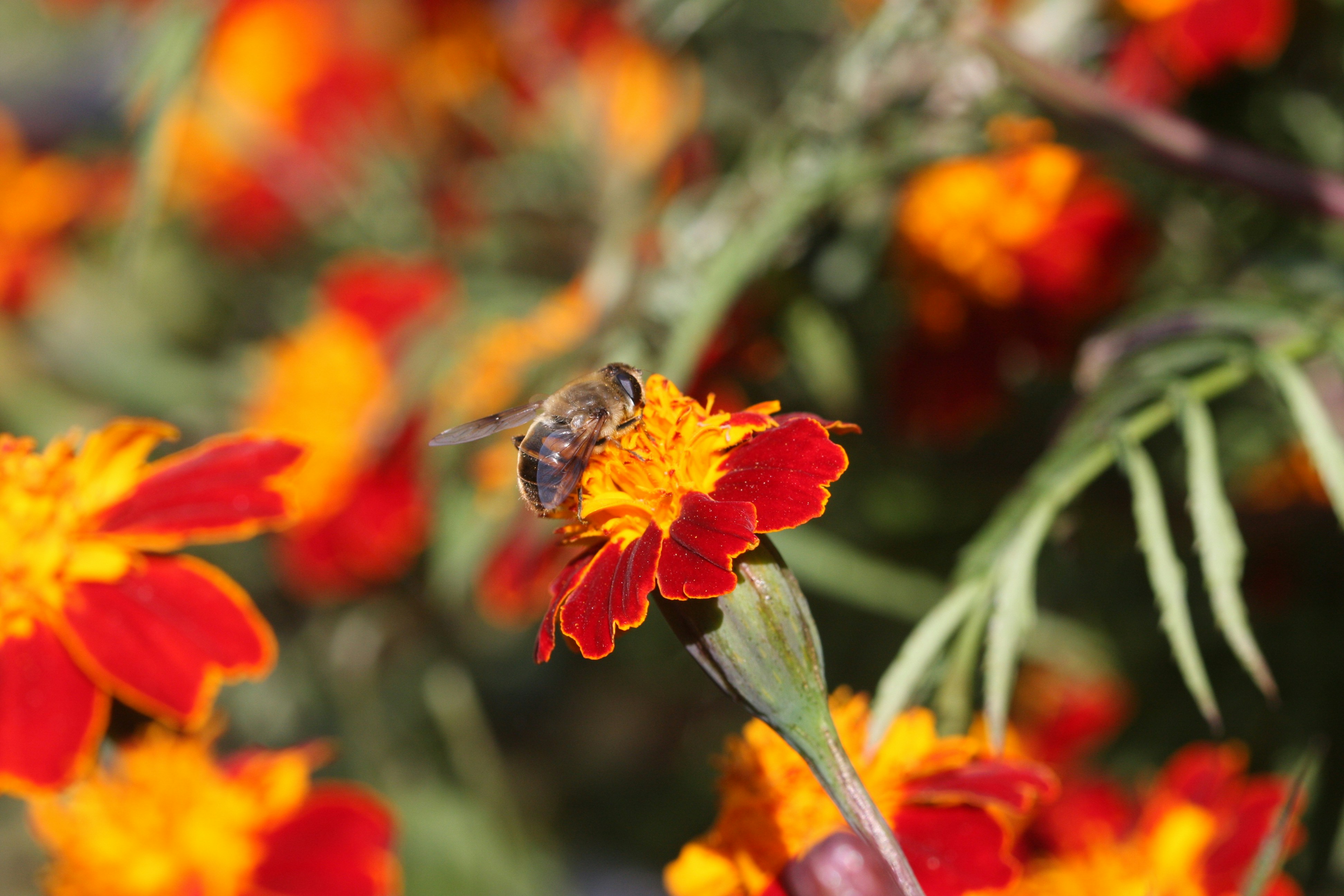 Photo by suyashbatra