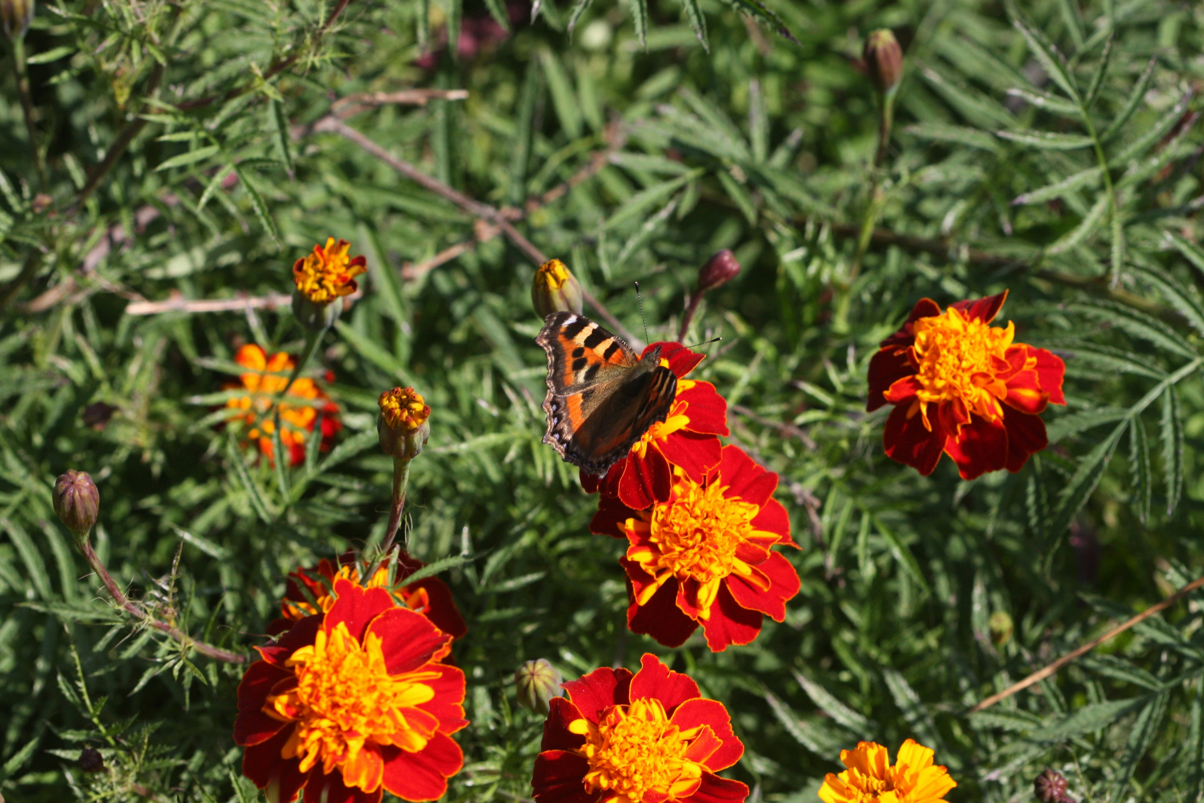 Photo by suyashbatra