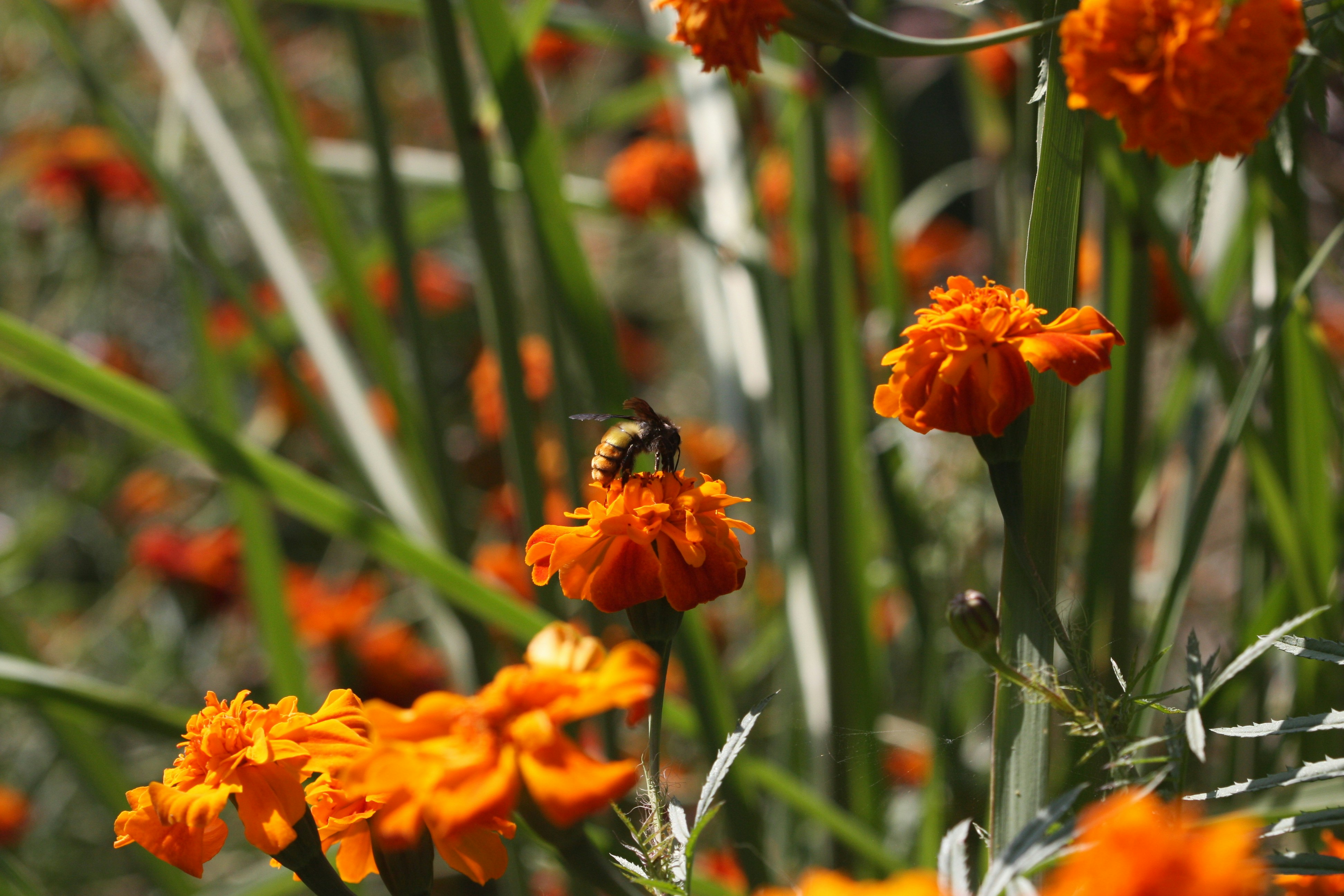 Photo by suyashbatra