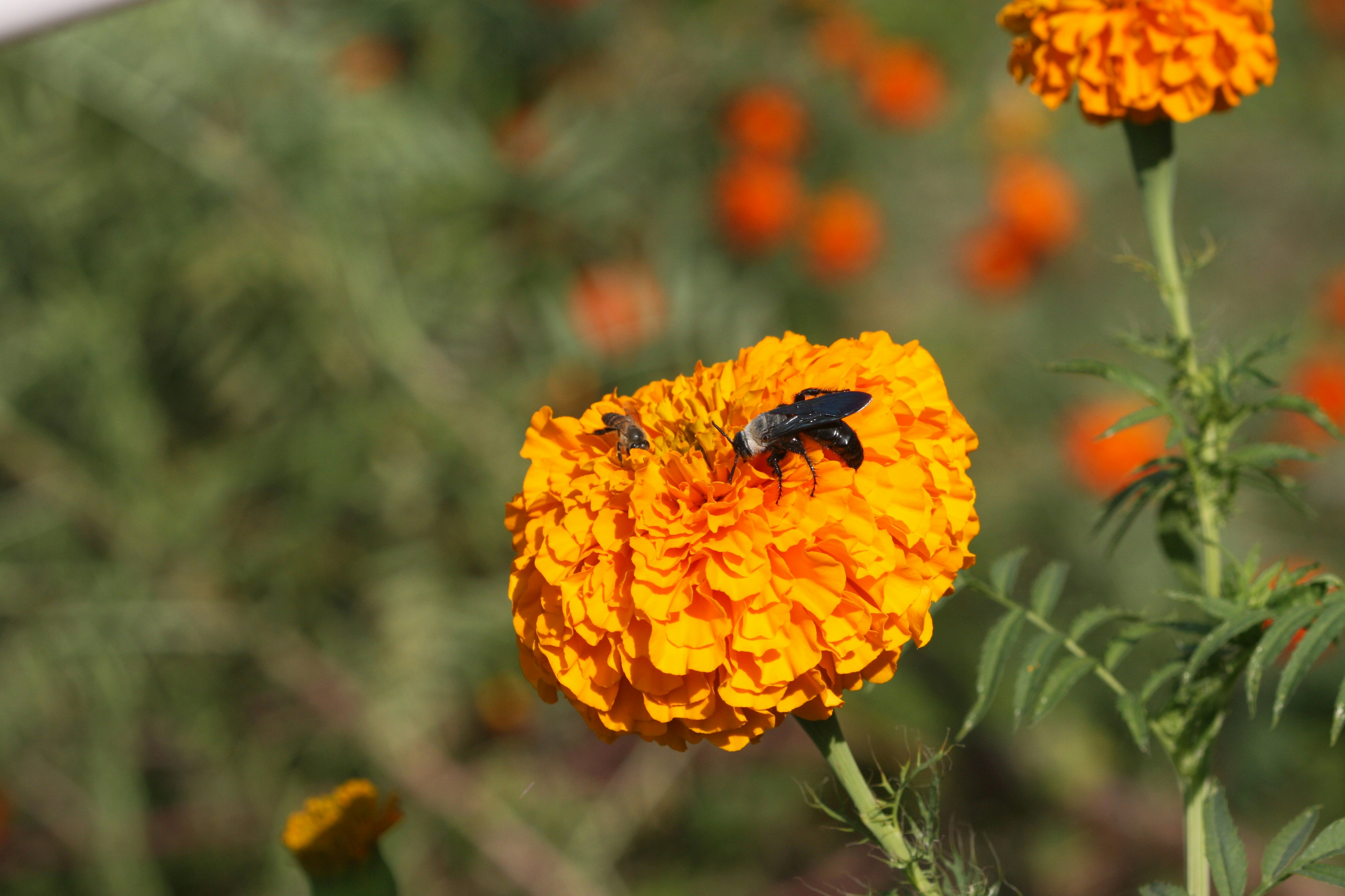 Photo by suyashbatra