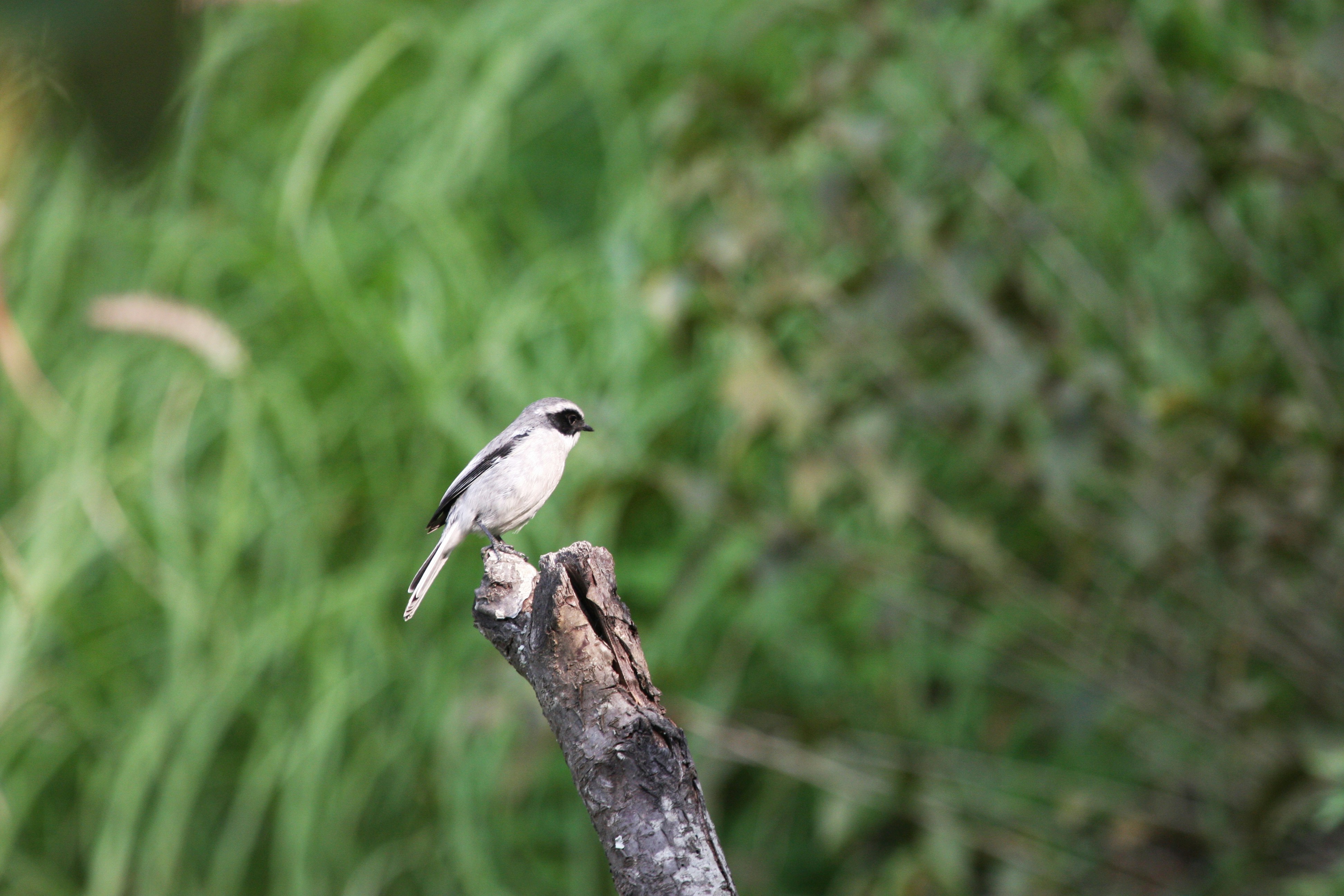 Photo by suyashbatra