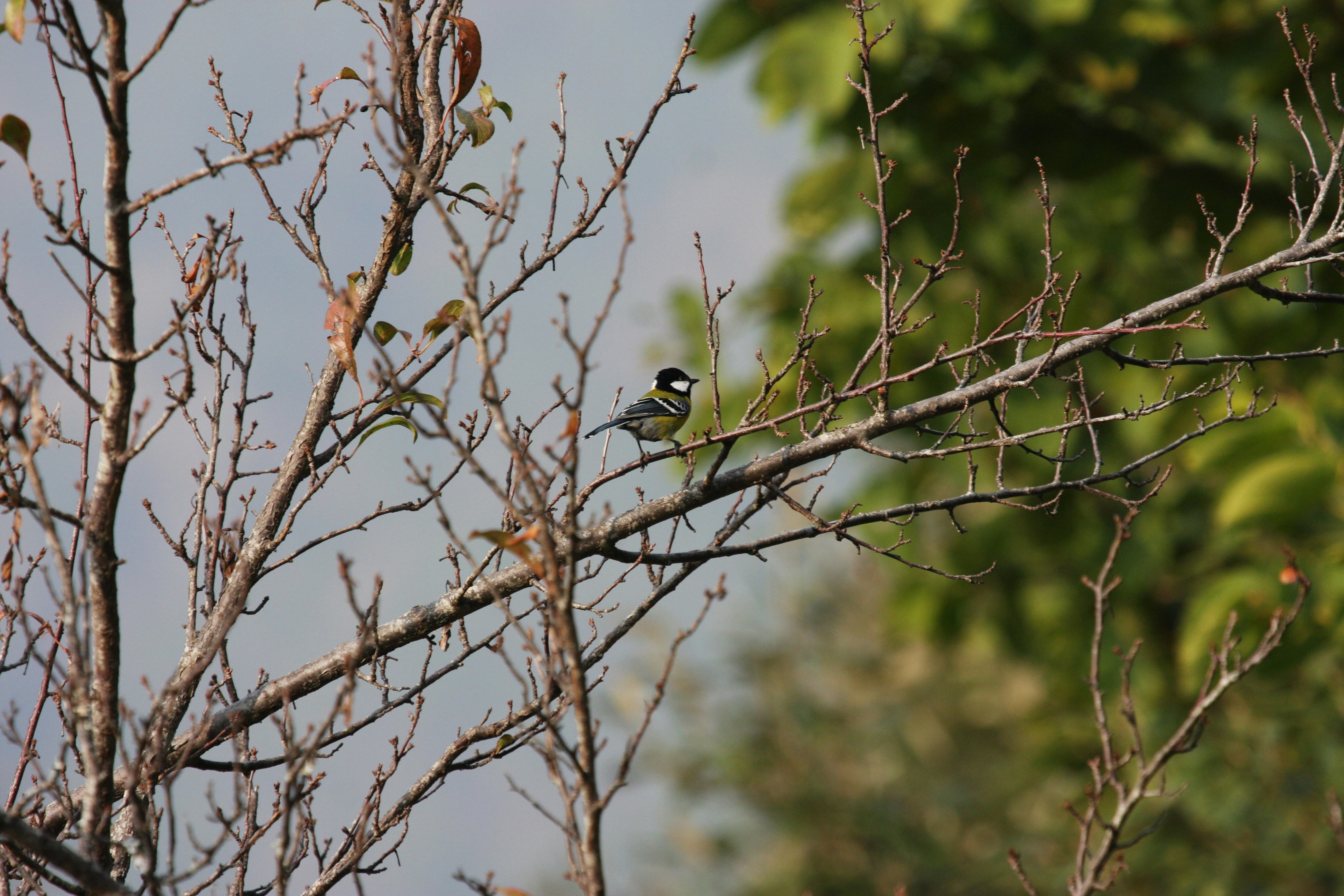 Photo by suyashbatra