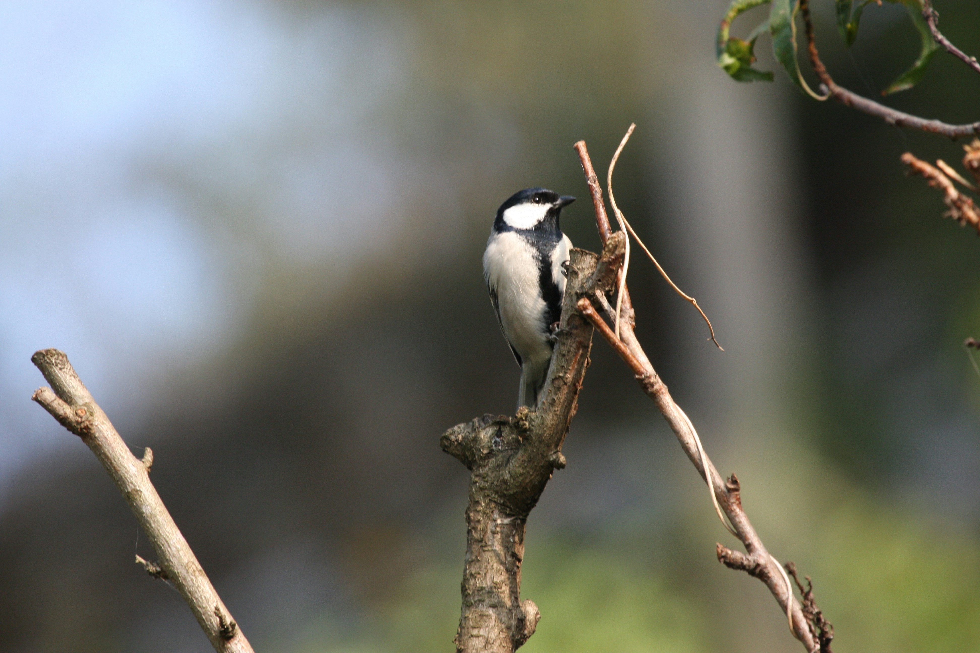 Photo by suyashbatra