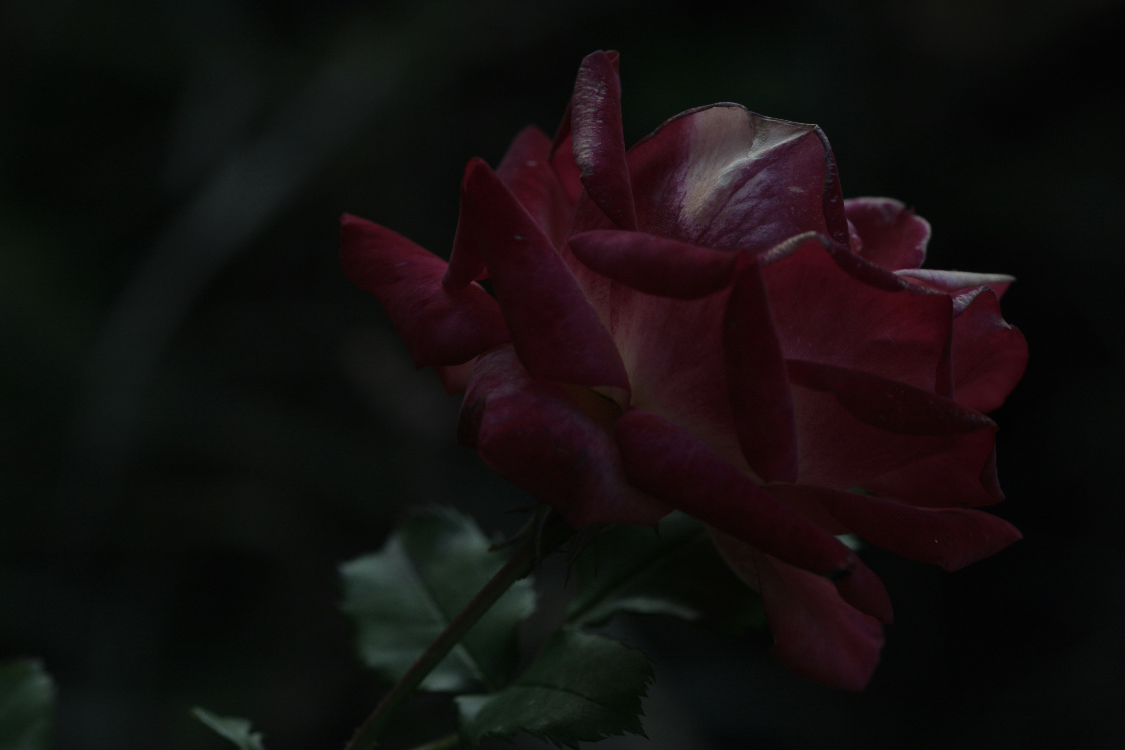 Photo by suyashbatra