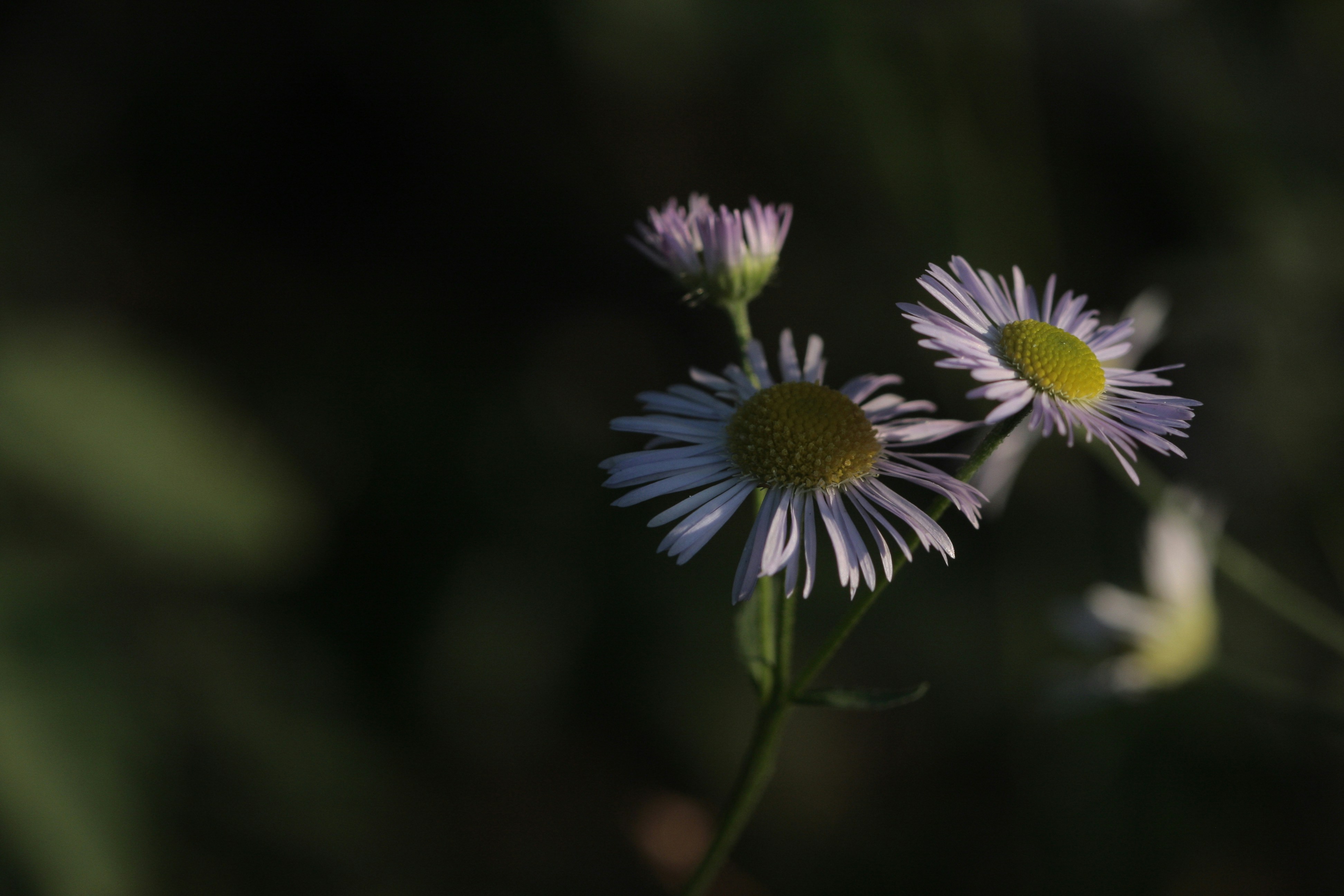 Photo by suyashbatra