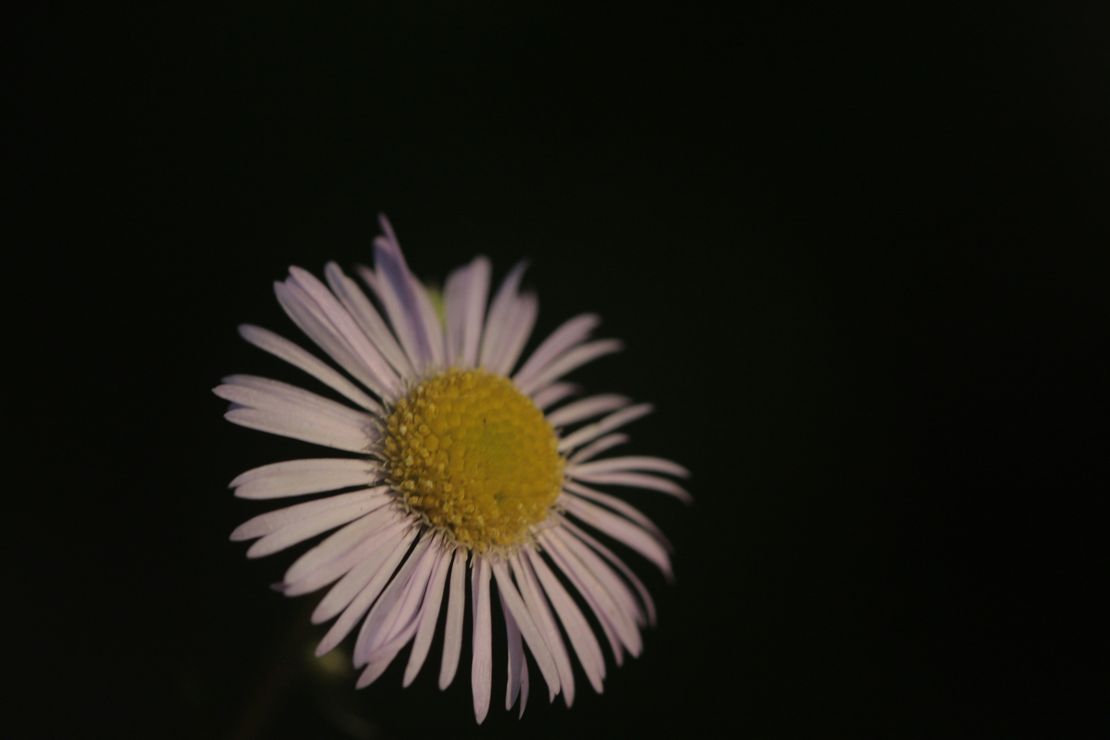 A daisy blooms against a dark background.