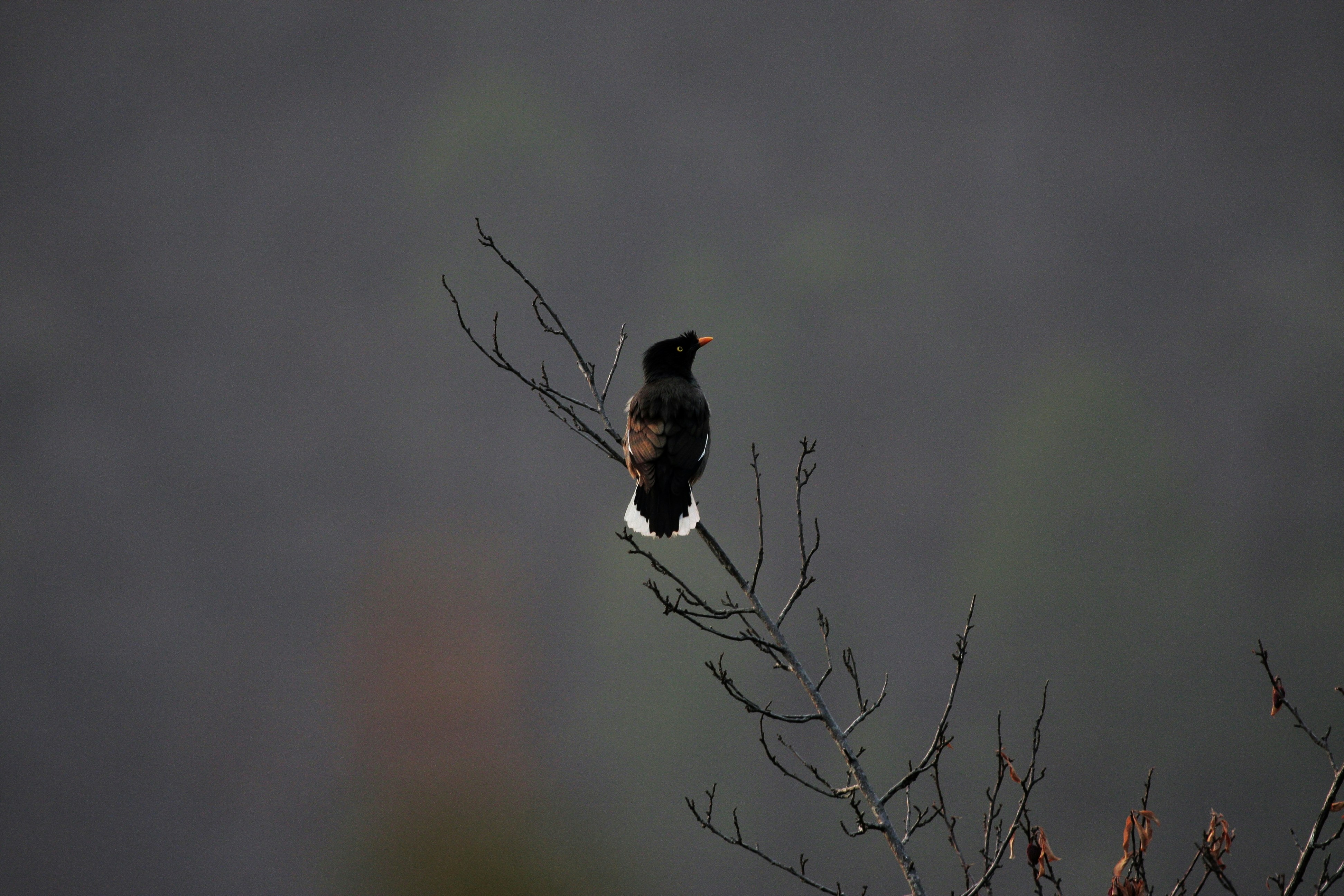 Photo by suyashbatra