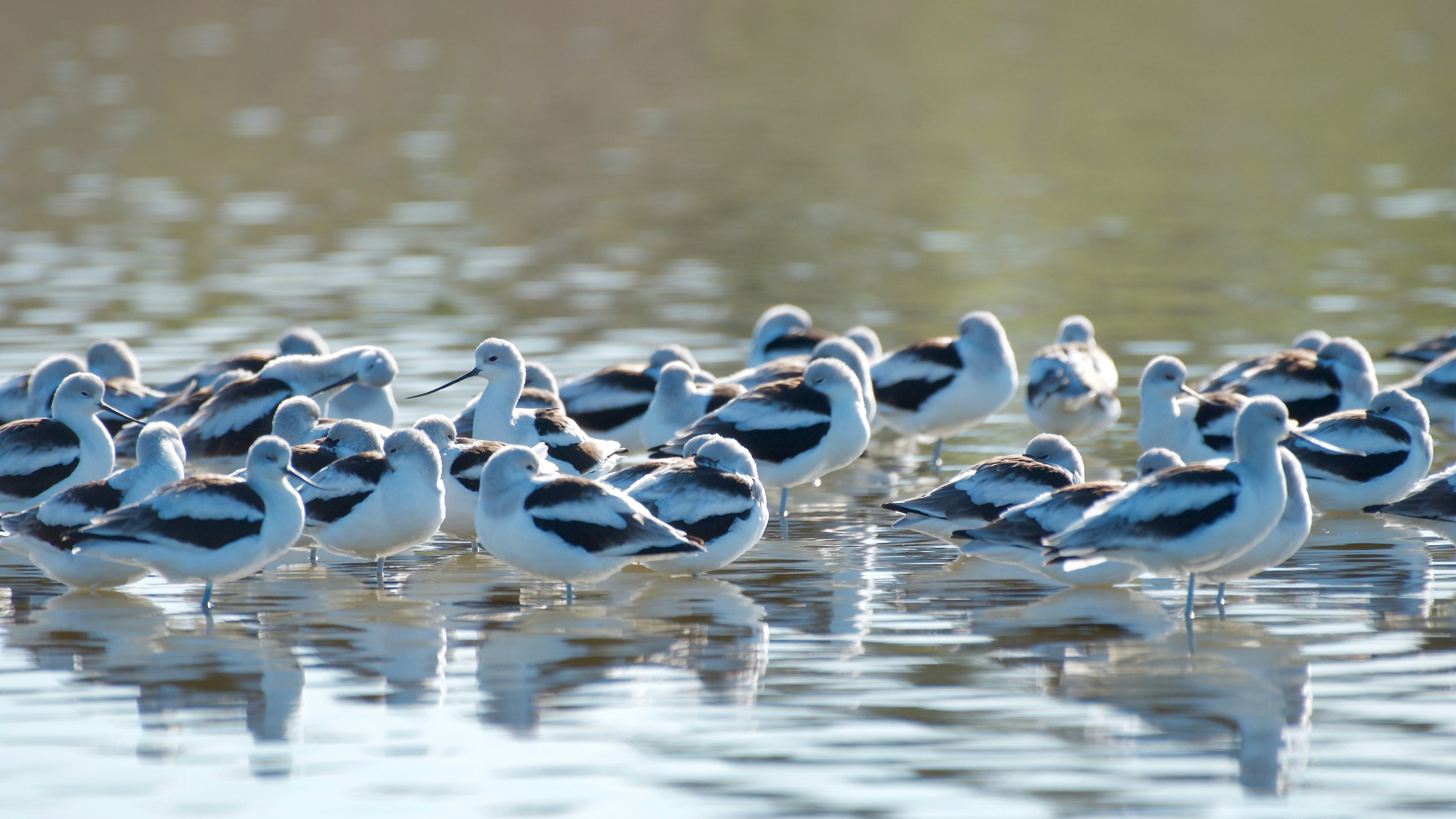 A flock of avocets standing in shallow water.