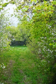 Not only clear the house but we can tidy the garden in our house clearances