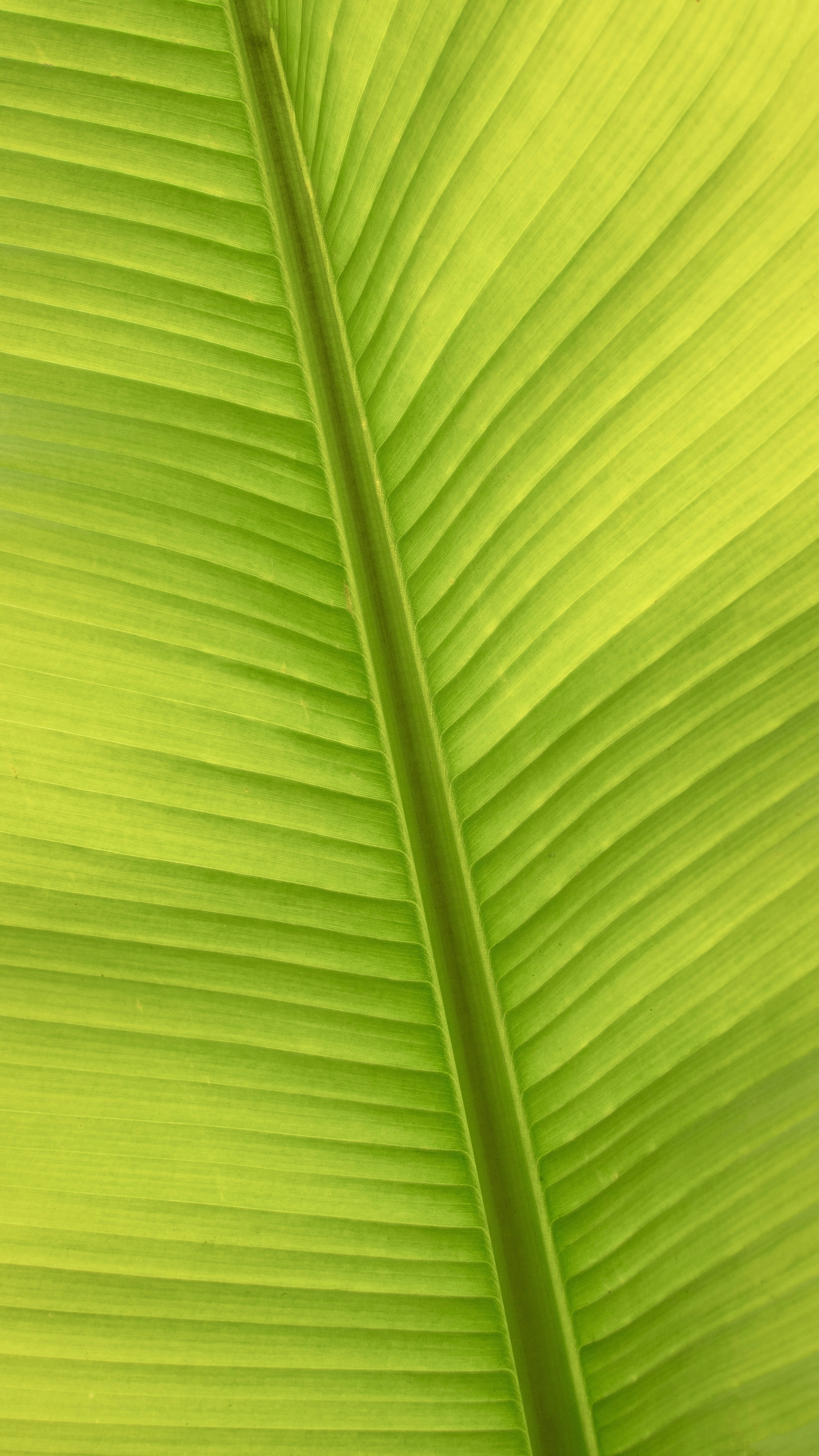 Nahaufnahme eines grünen Blattes mit sichtbaren Adern.